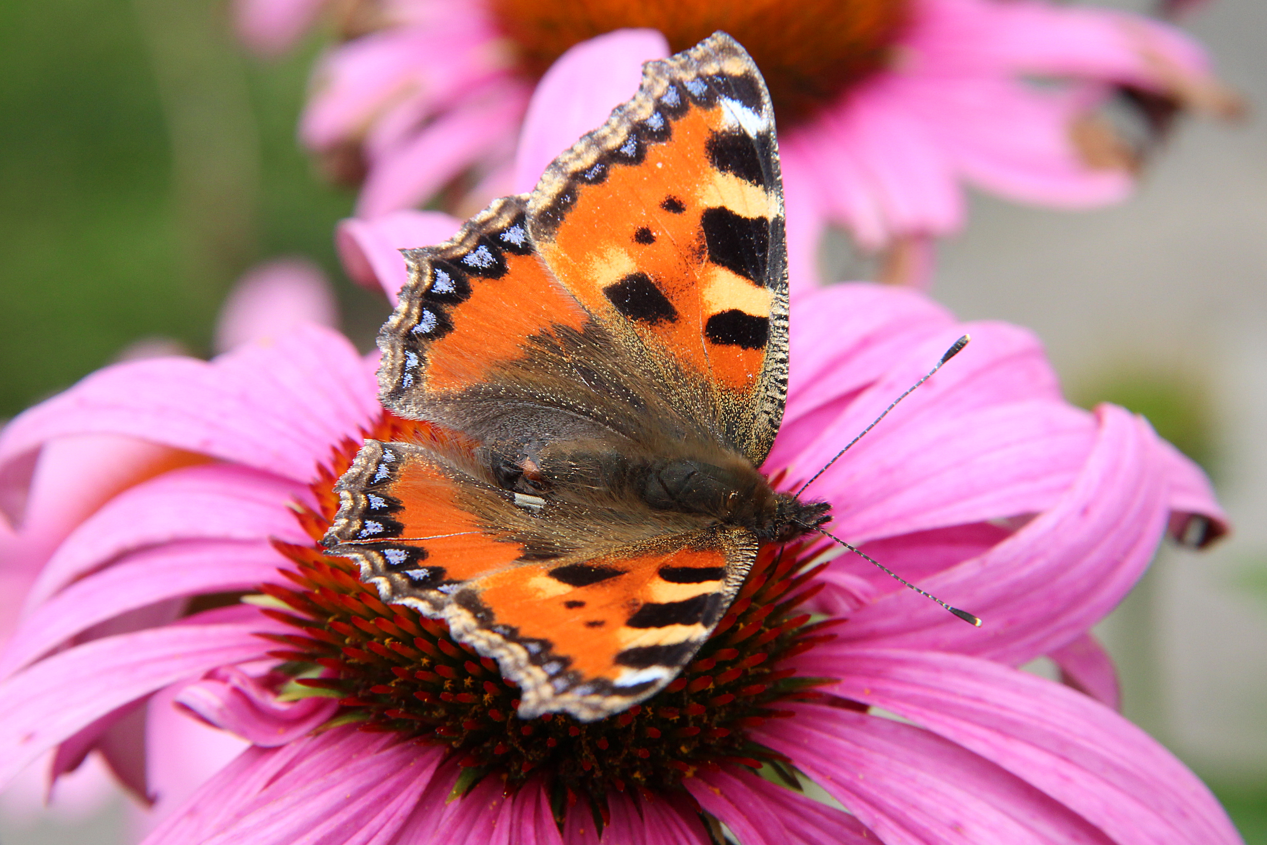 0 Petite tortue - Aglais urticae (2)