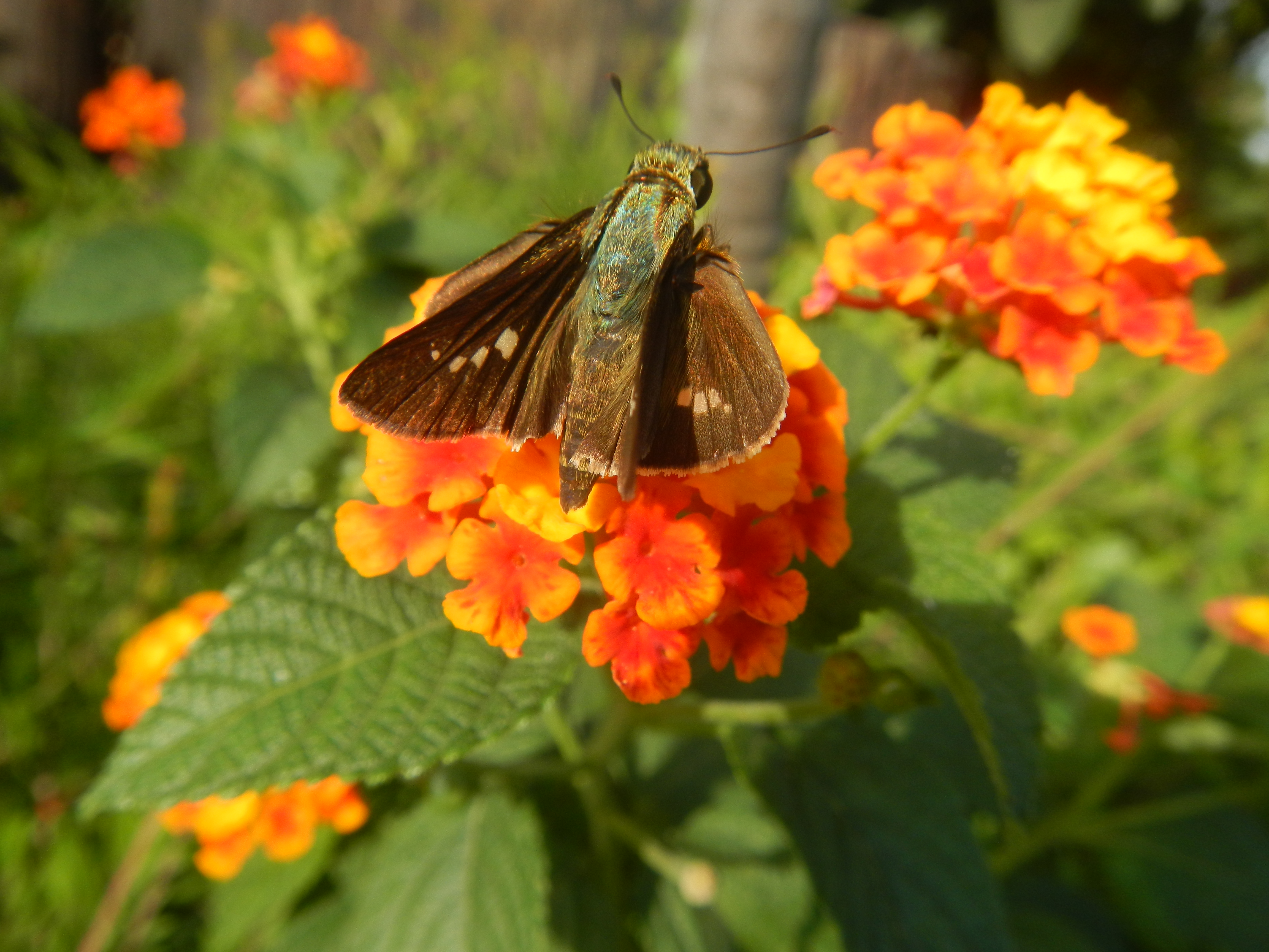 1518Garden City Flowers Guiguinto, Bulacan 44