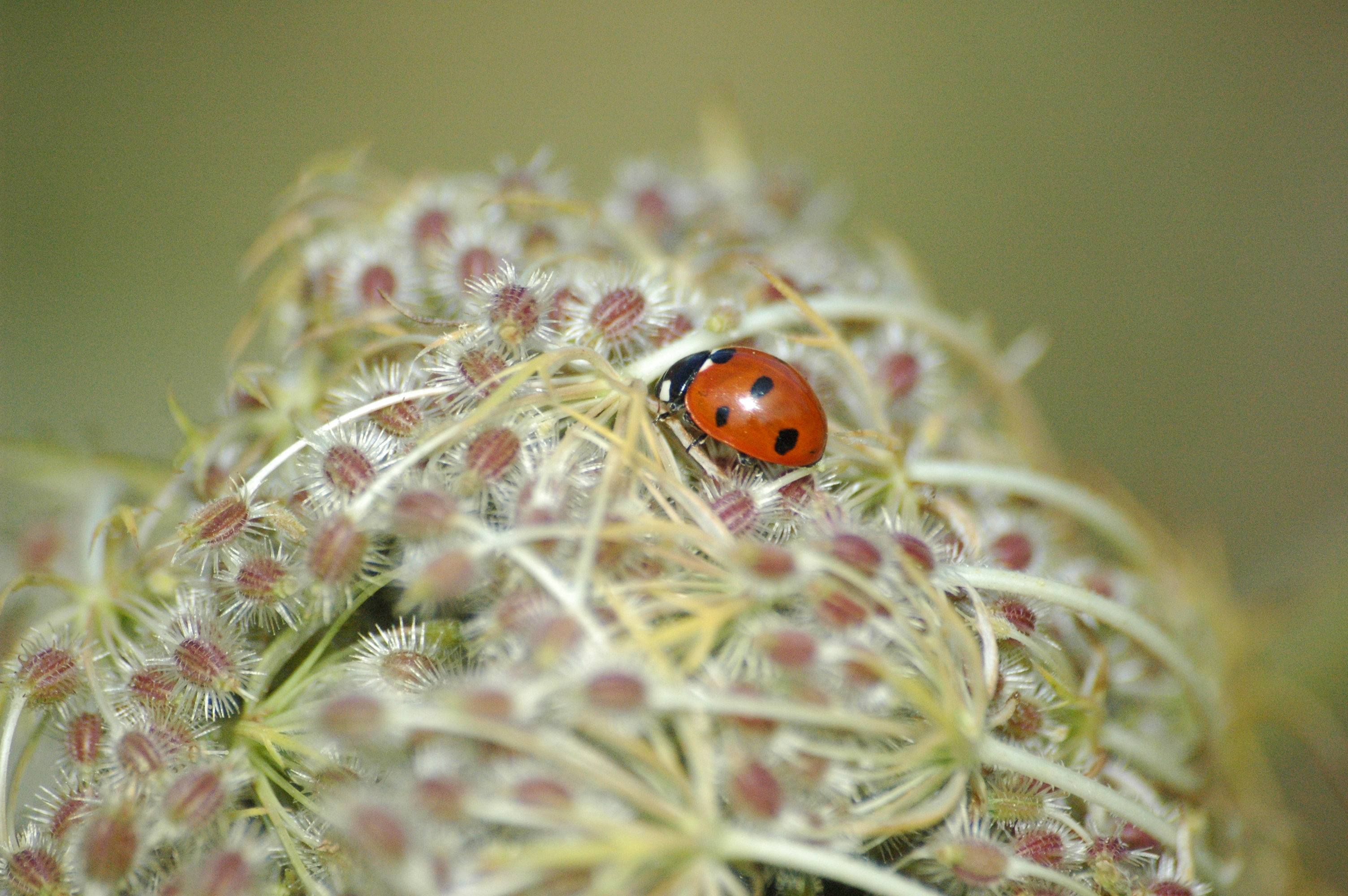2009-10-01 (16) Beetle, Siebenpunkt, Coccinella septempunctata