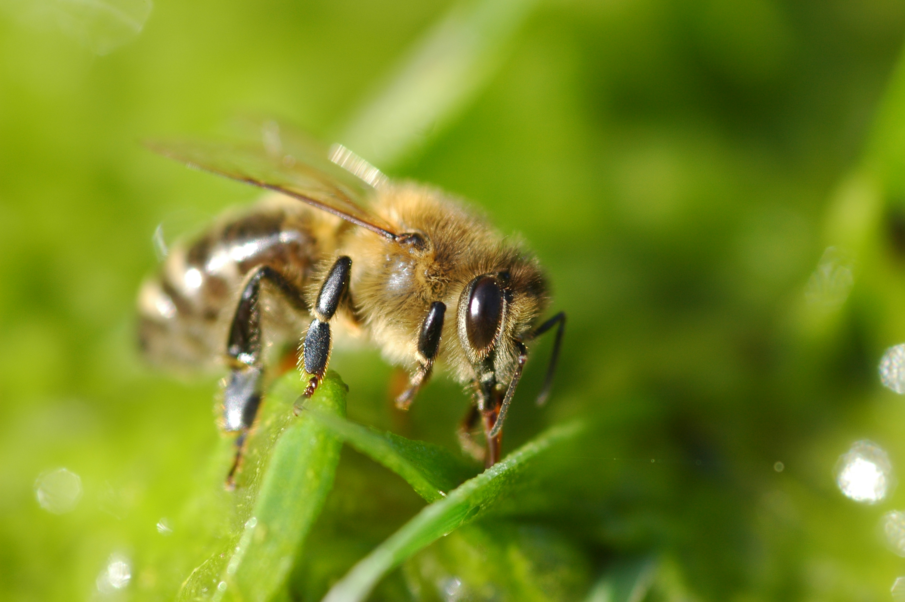 2010-03-18 (23) Honey bee, Honigbiene, Apis mellifica