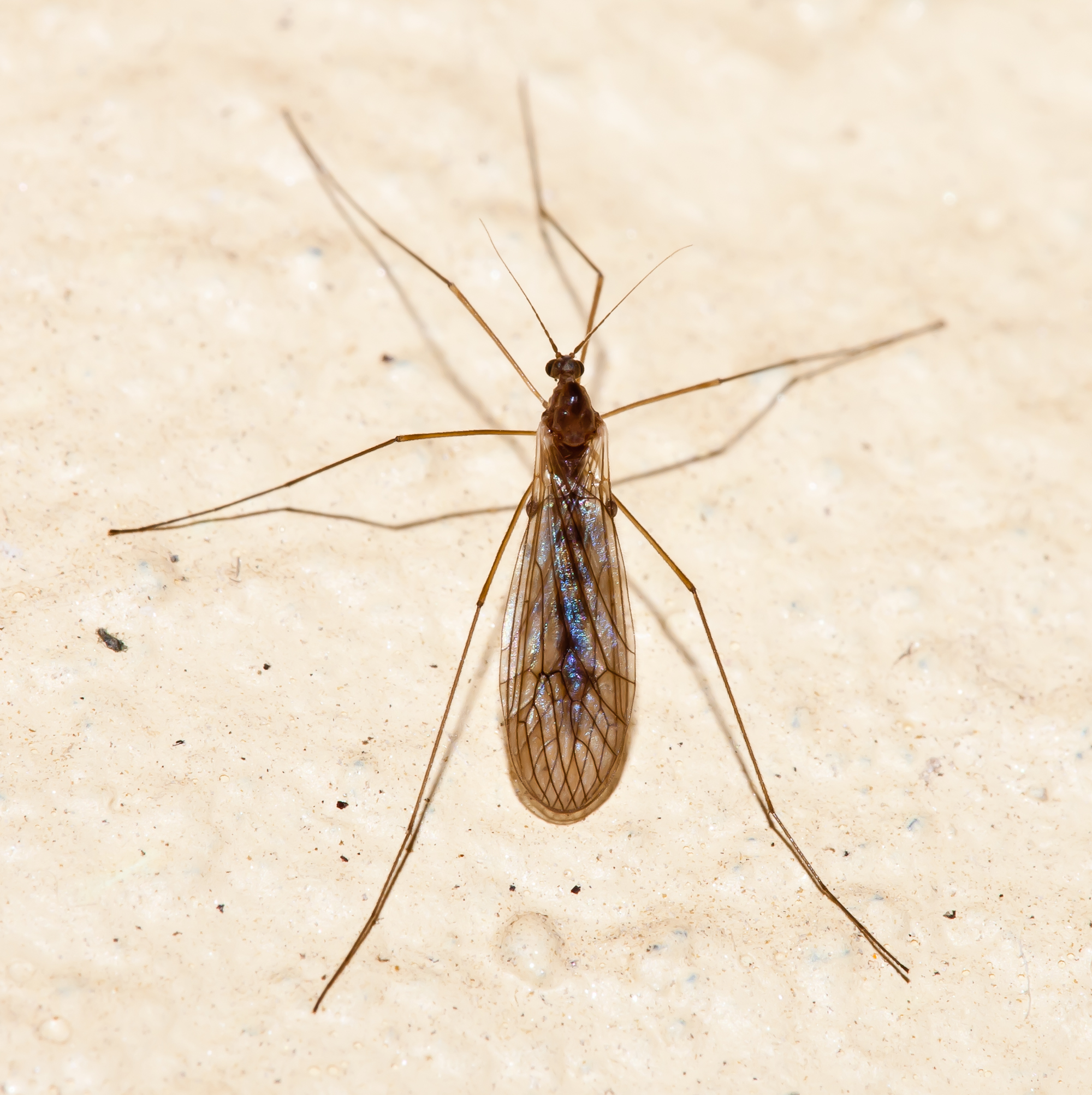 2011-02-06 Mosquito. Vilarromarís-1
