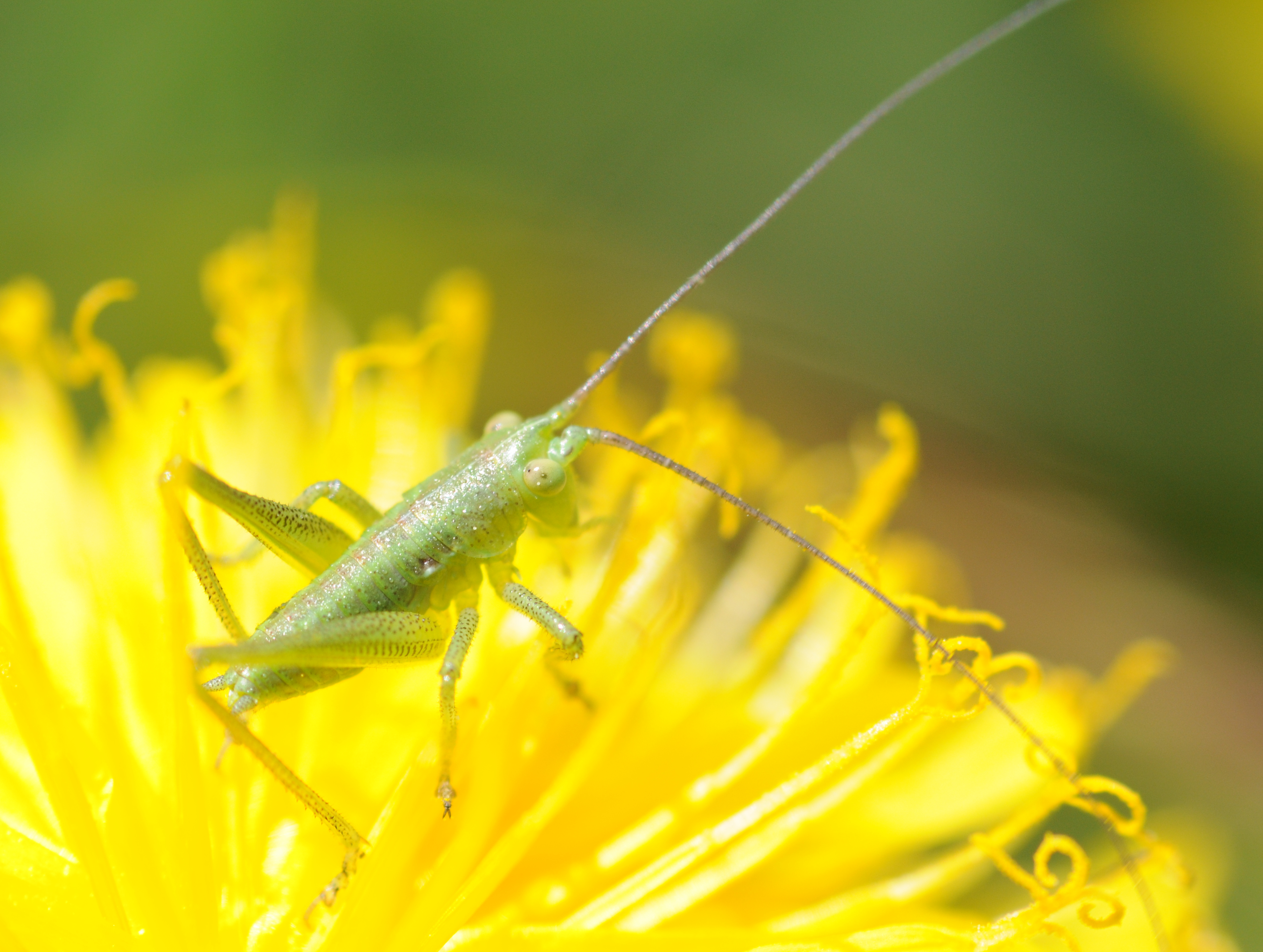 2011-04-18-insecte-6