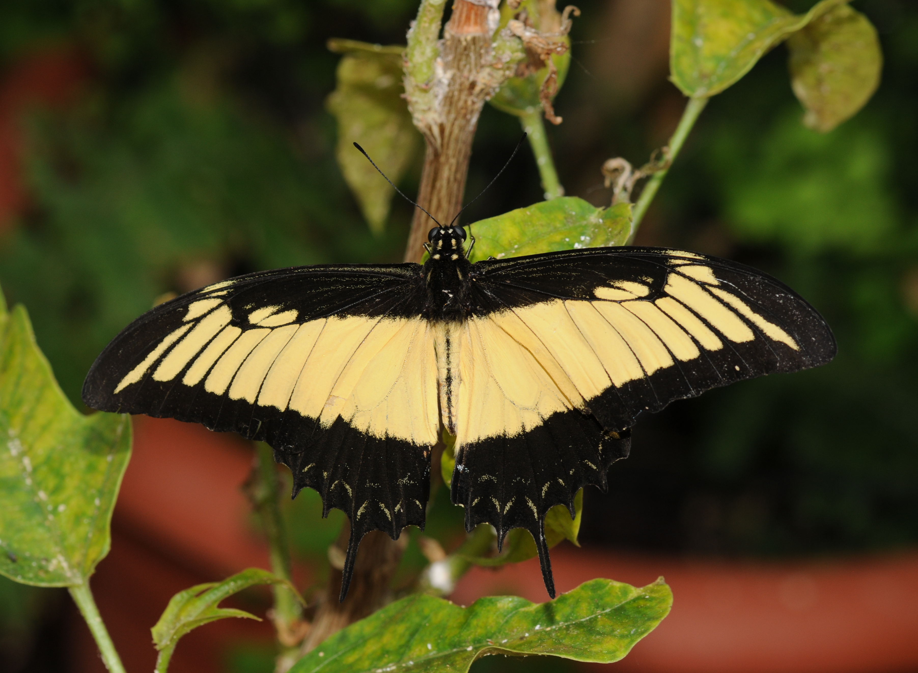 2011-04-25-lepidoptera-hunawihr-11