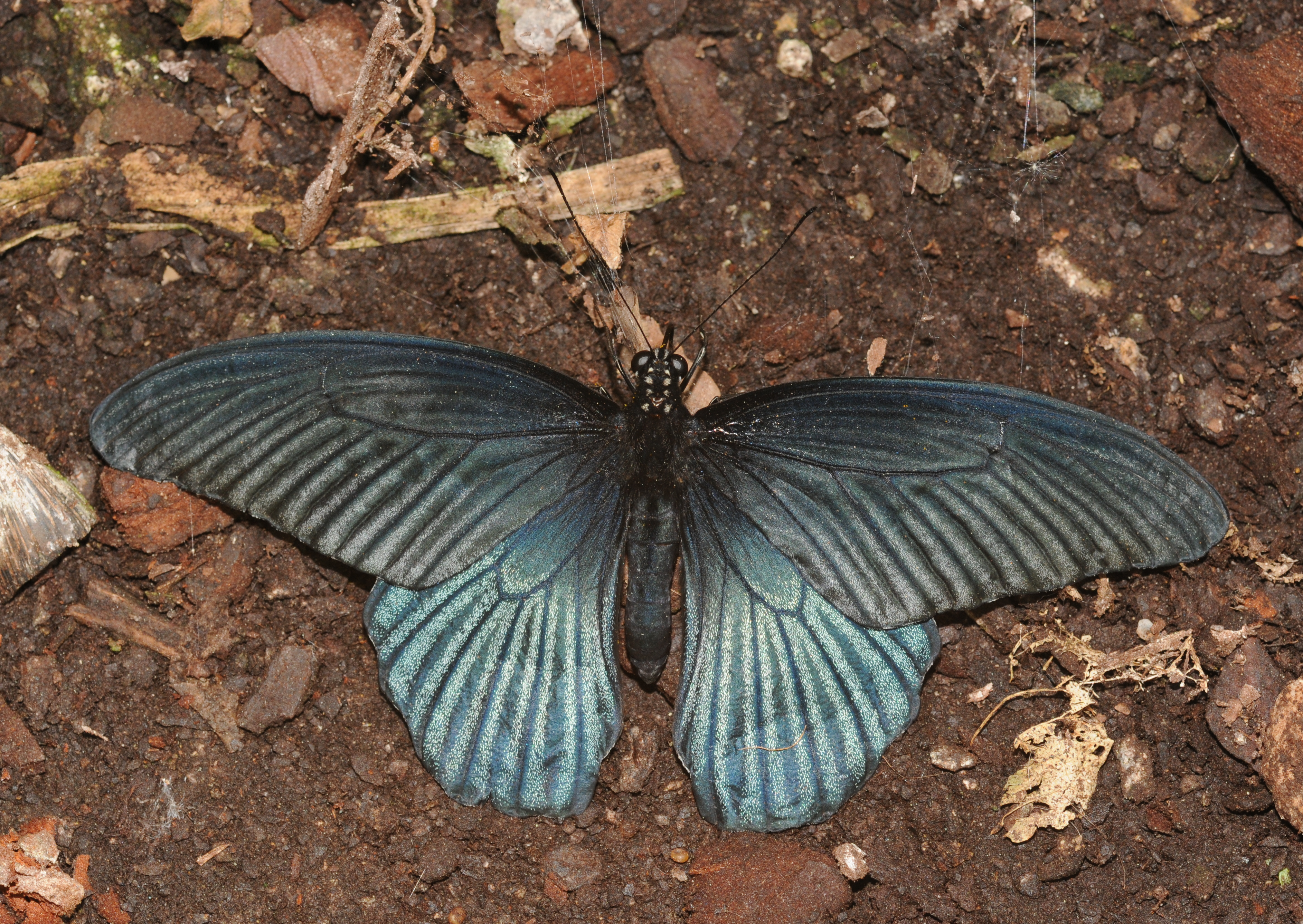 2011-04-25-lepidoptera-hunawihr-14