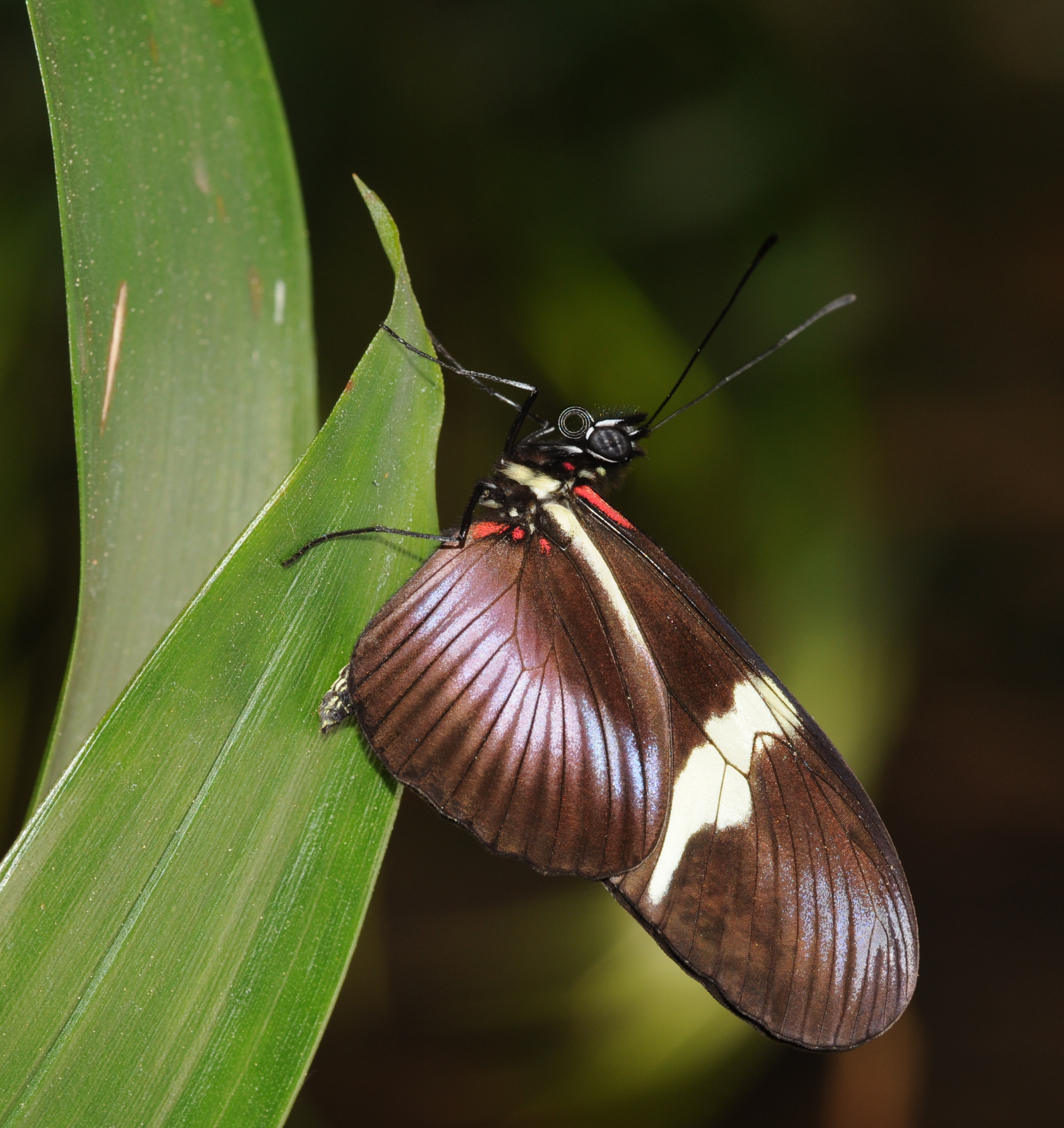 2011-04-25-lepidoptera-hunawihr-3