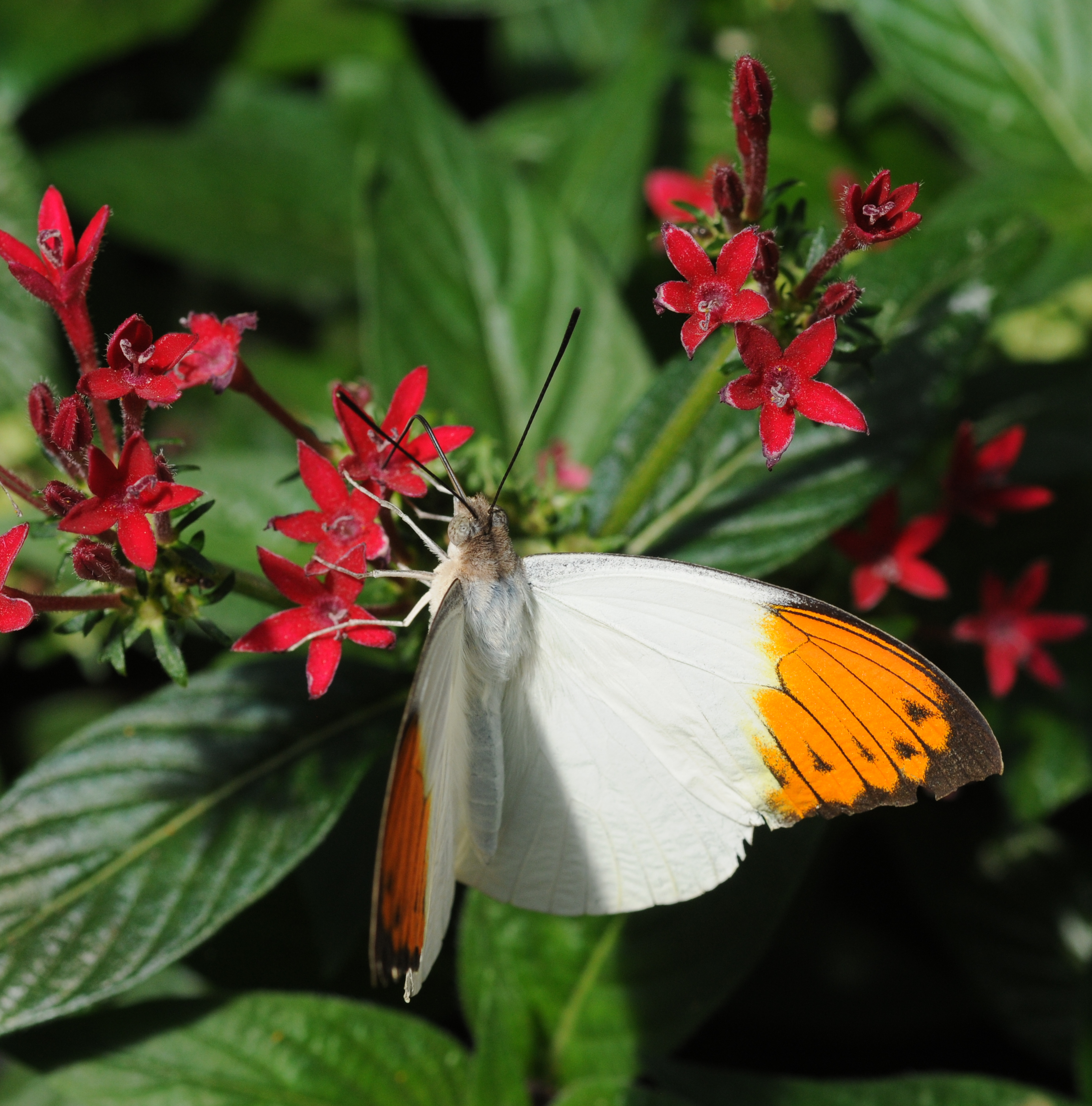 2011-04-25-lepidoptera-hunawihr-7