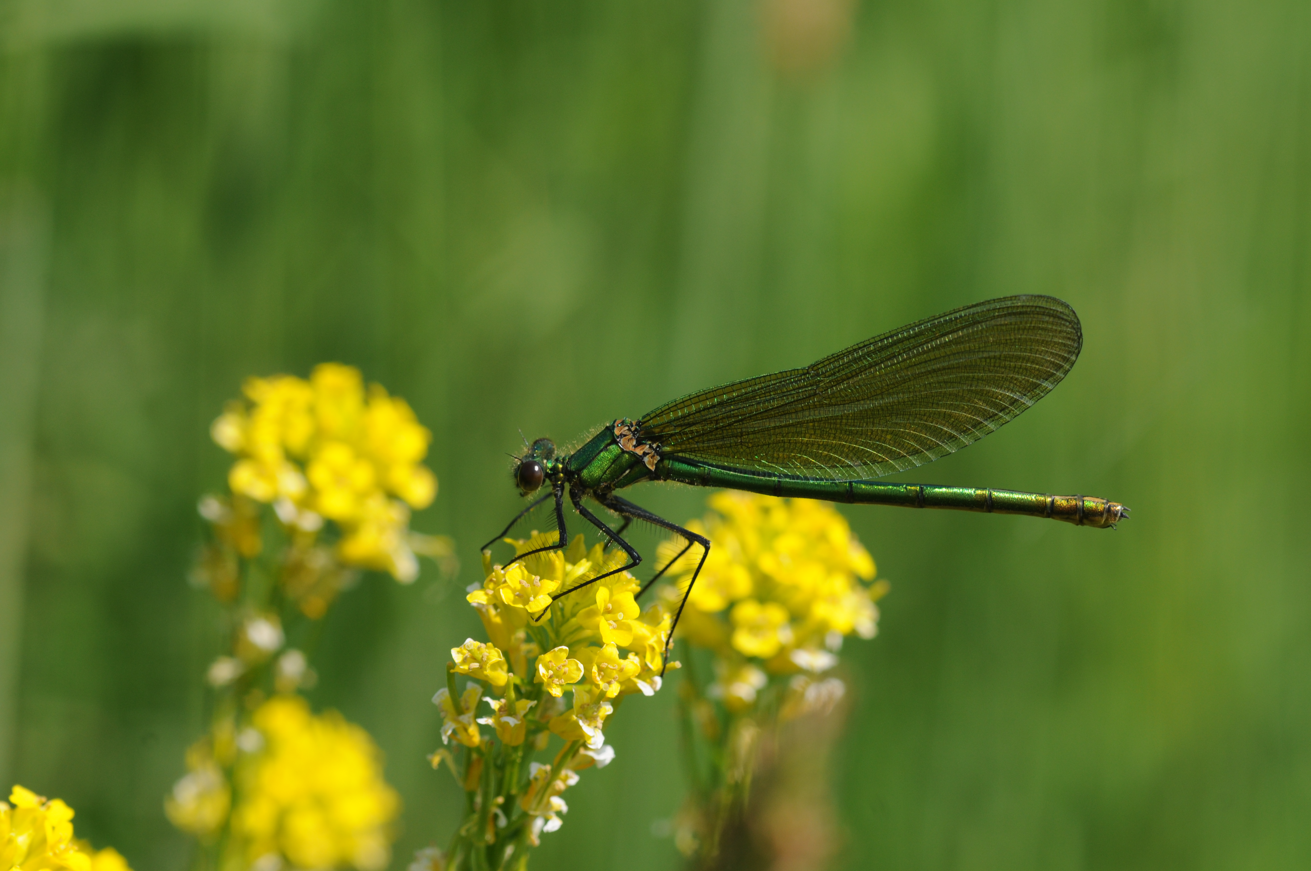 2011-05-06-calopteryx
