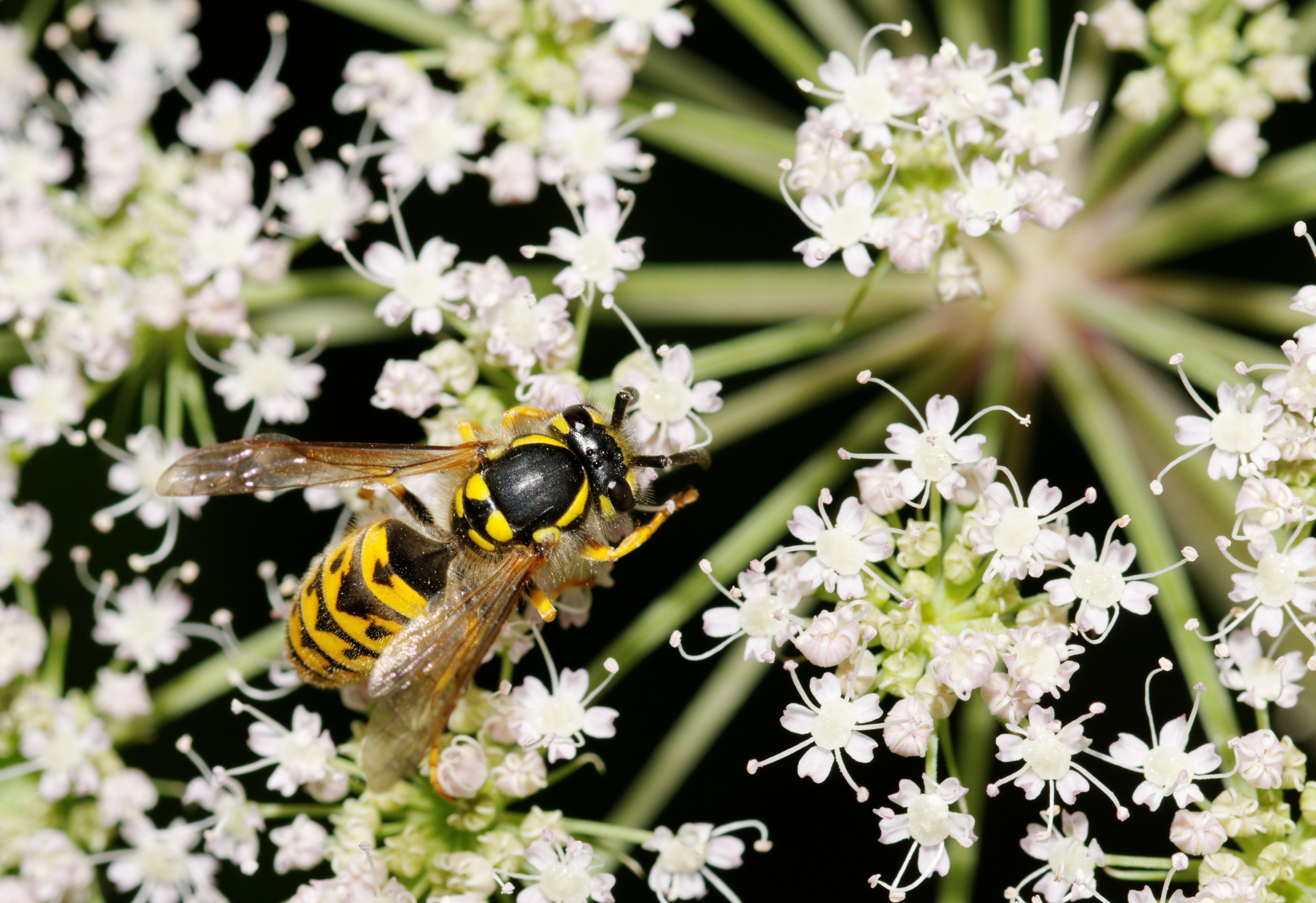 2011-07-28-vespula-3