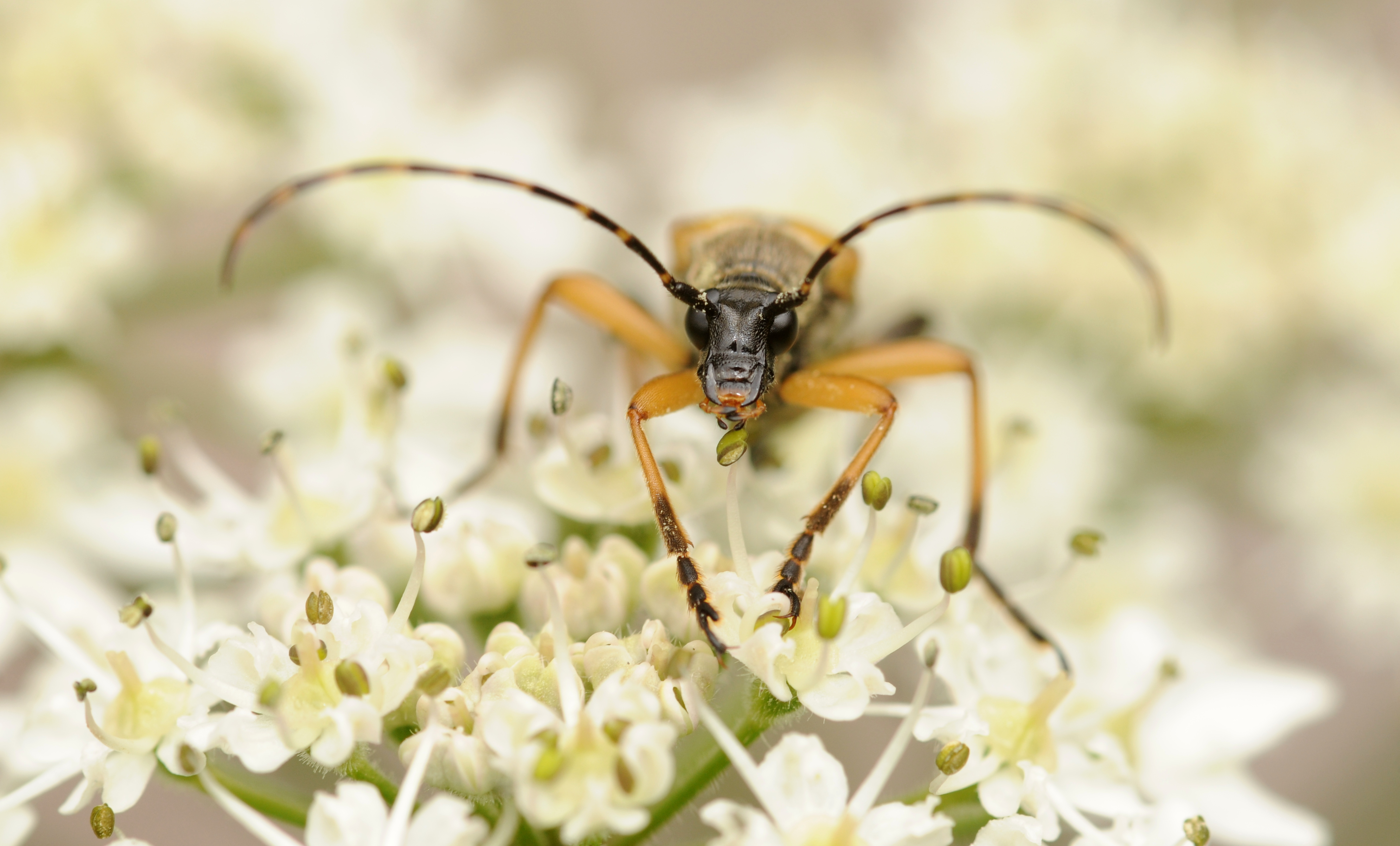 2011-07-31 14-27-42-Cerambycidae