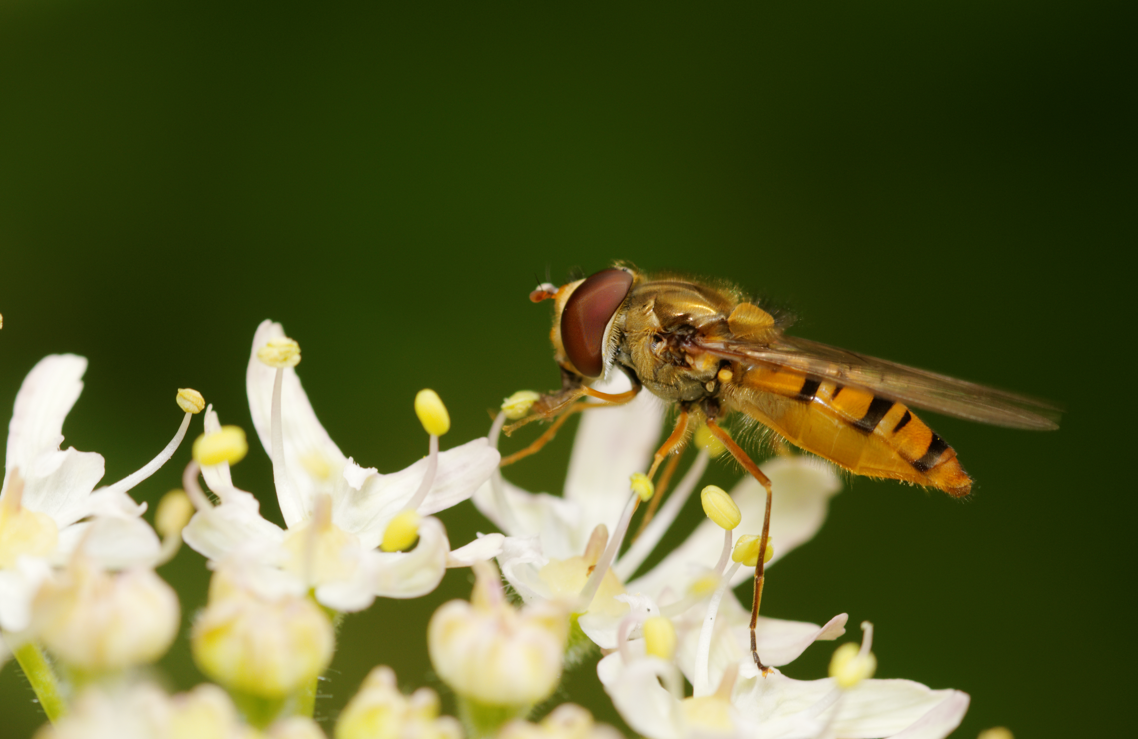 2011-07-31 14-39-10-syrphidae