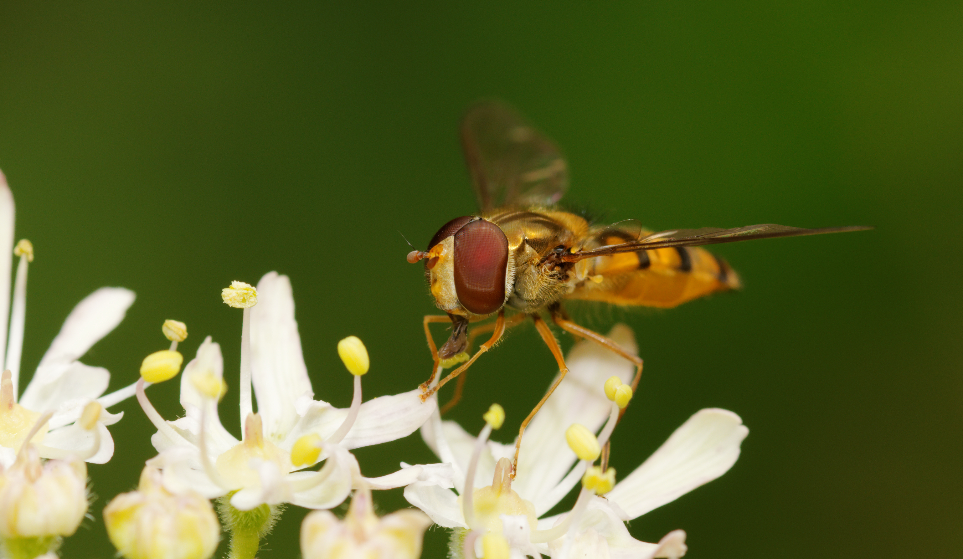2011-07-31 14-39-42-syrphidae