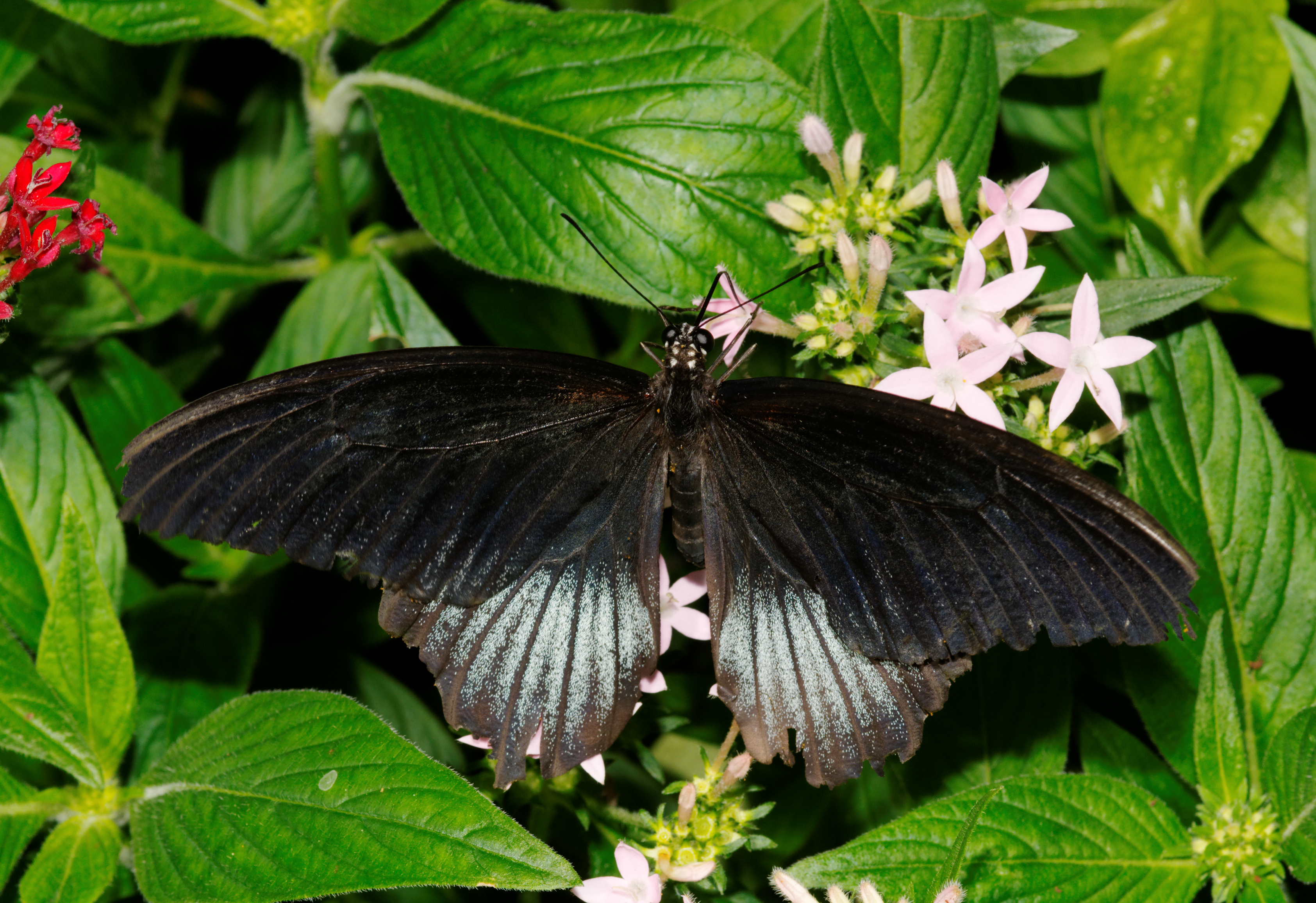 2011-08-08 14-50-49-papillon-hunawihr