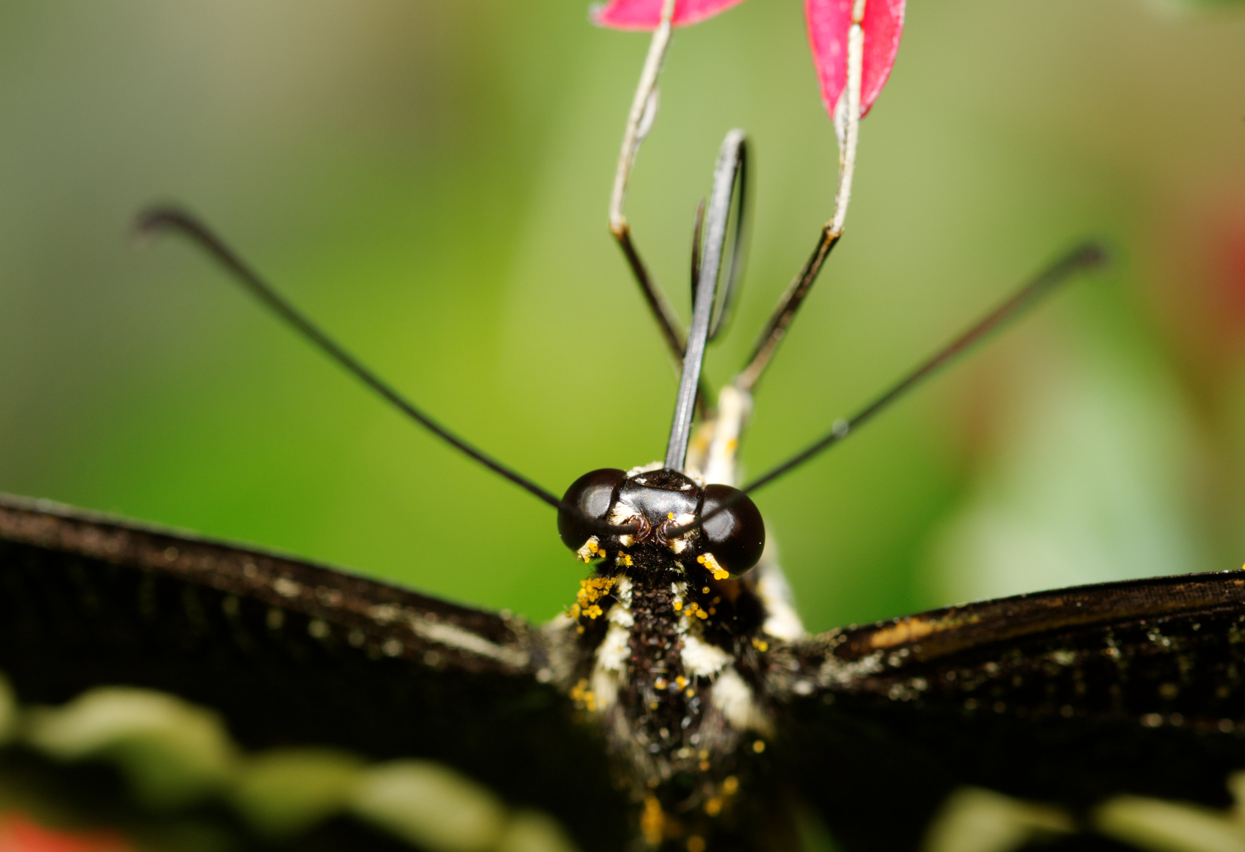 2011-08-08 14-55-25-papillon-hunawihr