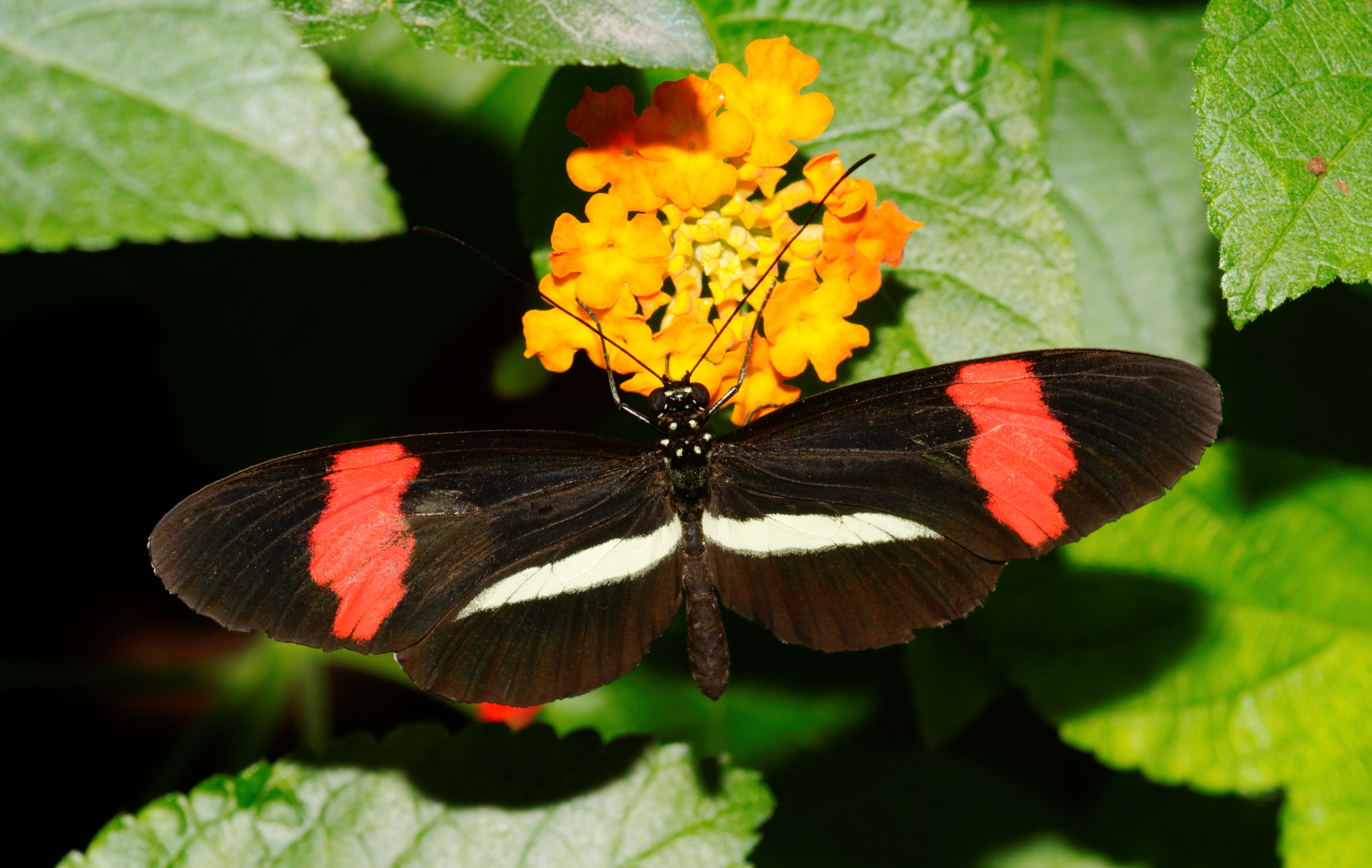 2011-08-08 15-14-11-papillon-hunawihr