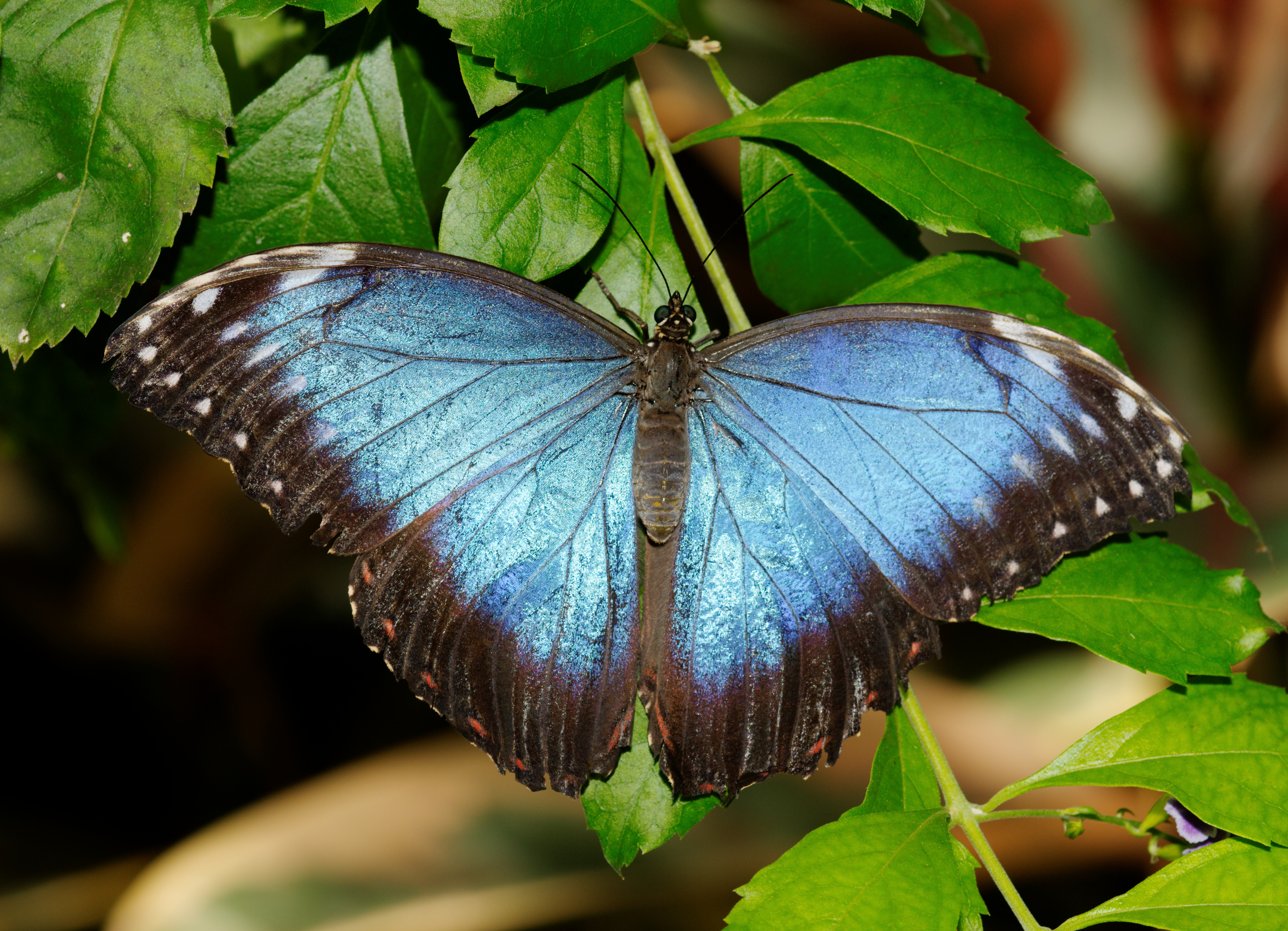 2011-08-08 15-00-17-papillon-hunawihr
