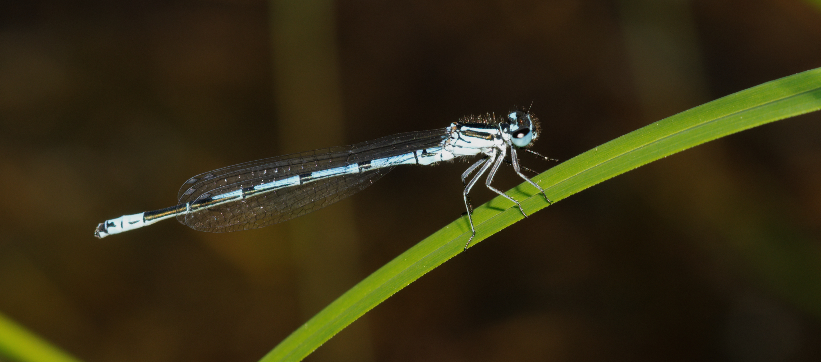 2012-05-10 16-20-37-Coenagrion-puella