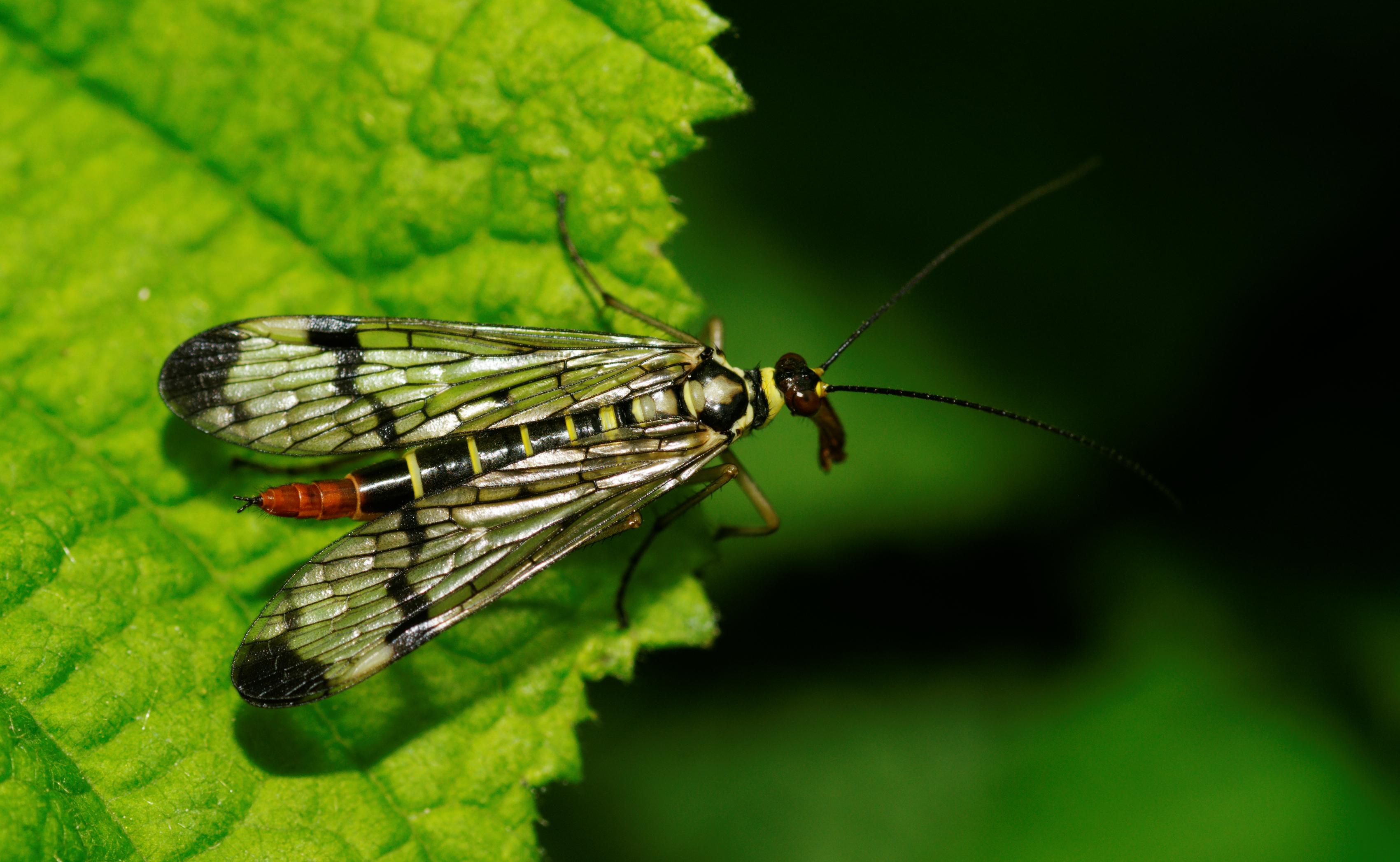 2012-05-24 15-10-08-Panorpa communis