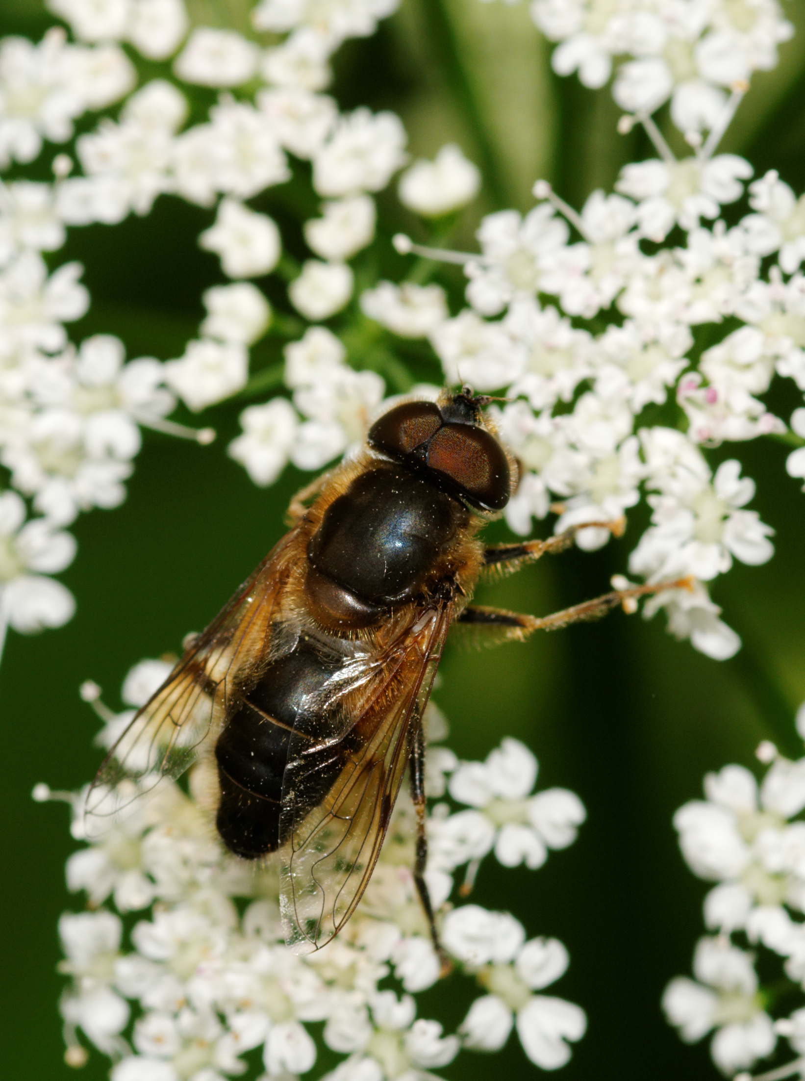2012-06-04 14-34-48-syrphe