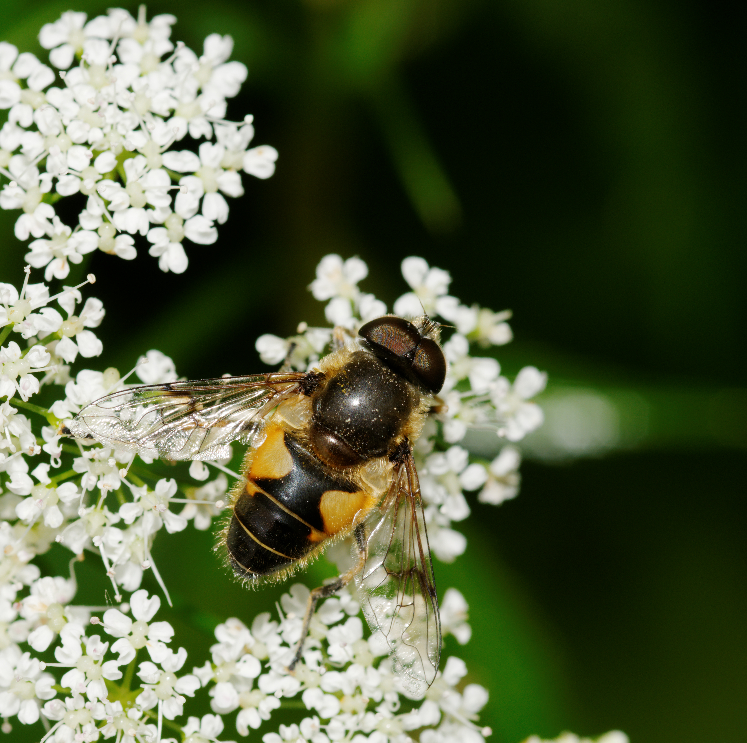 2012-06-04 14-36-38-syrphe