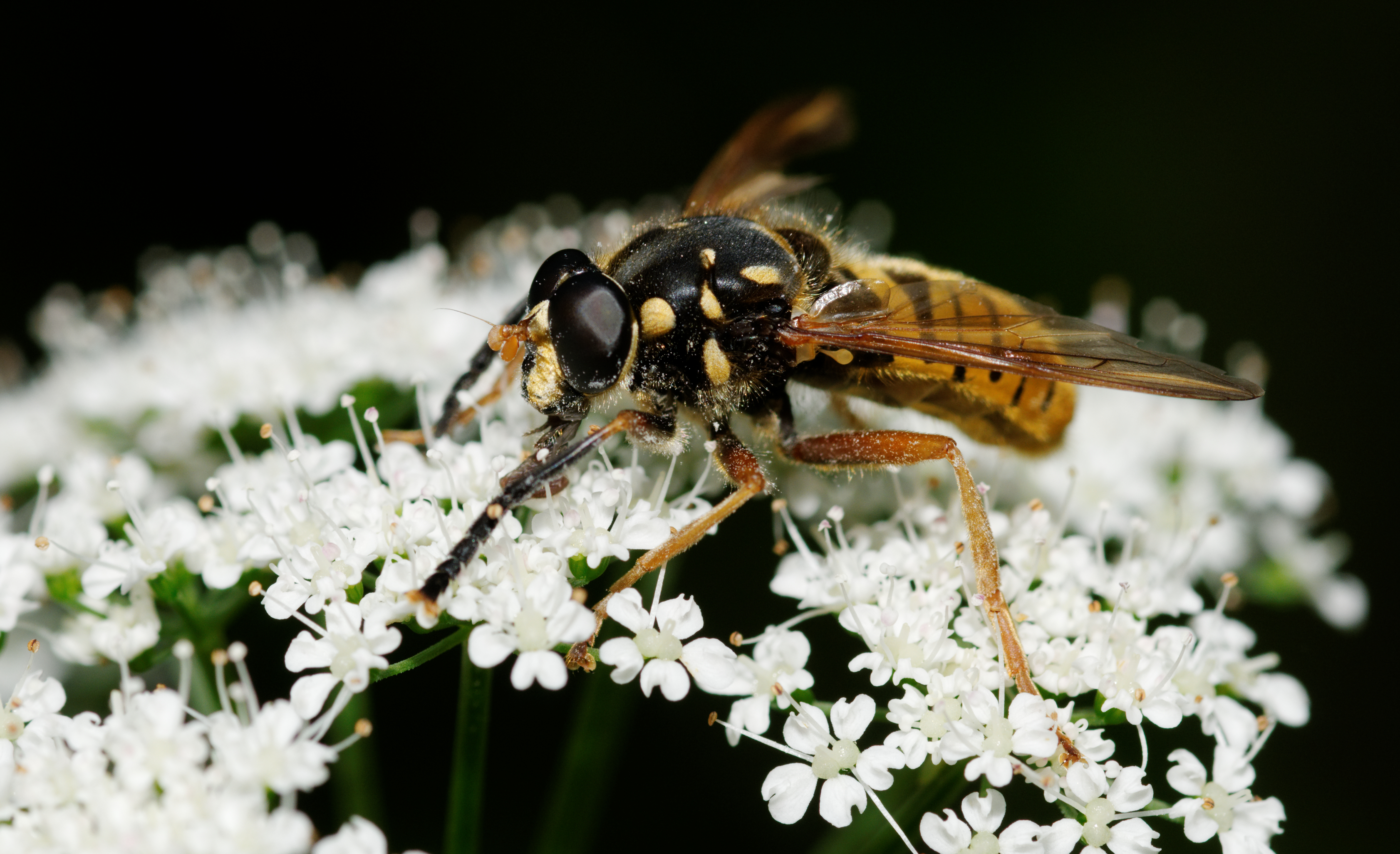 2012-06-05 15-26-59-diptera