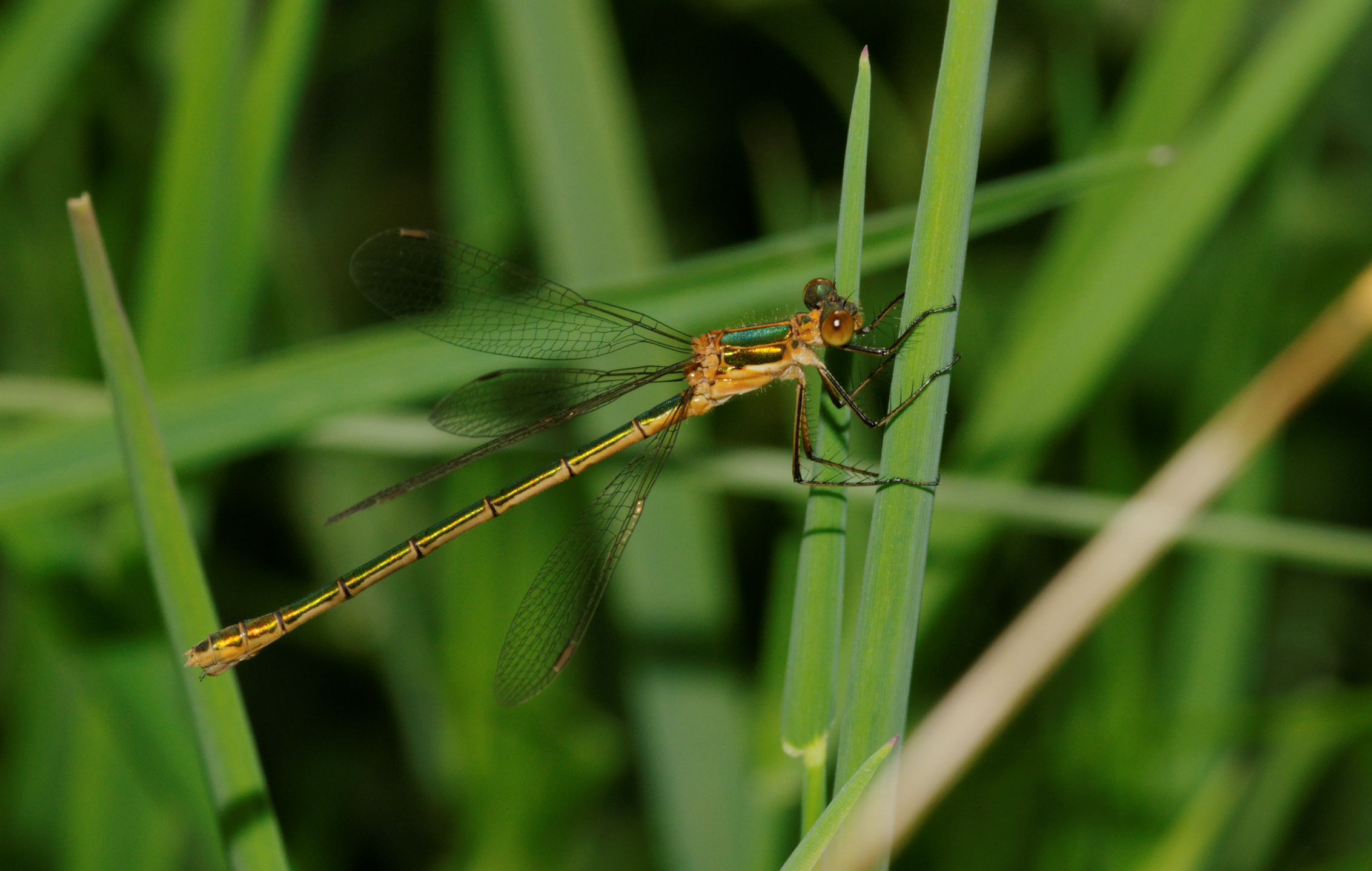 2012-06-07 15-31-43-Lestes-sp