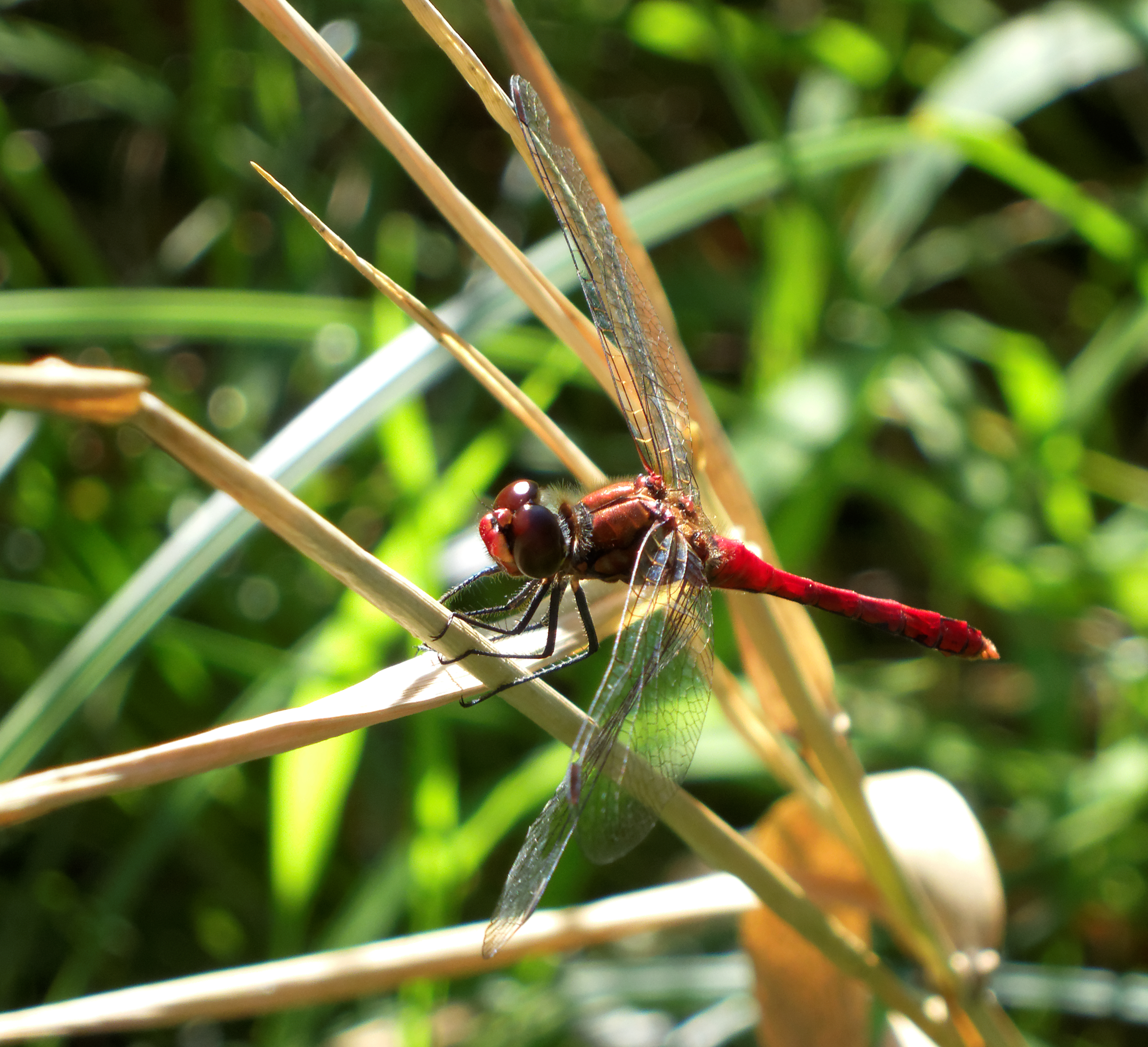 2012-07-17 18-18-23-Sympetrum sanguineum