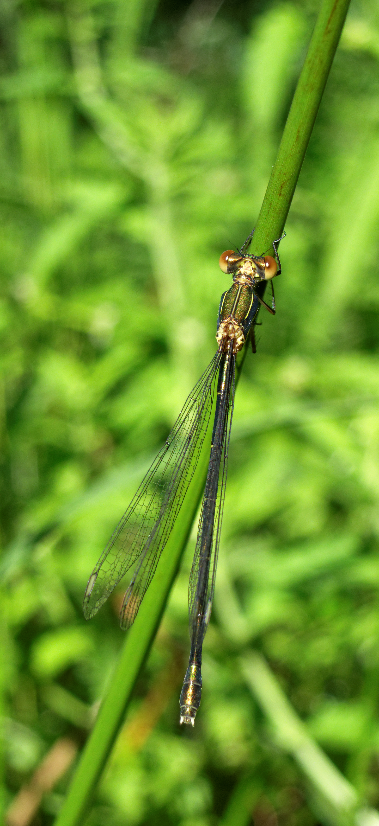 2012-07-17 18-22-42-Chalcolestes viridis