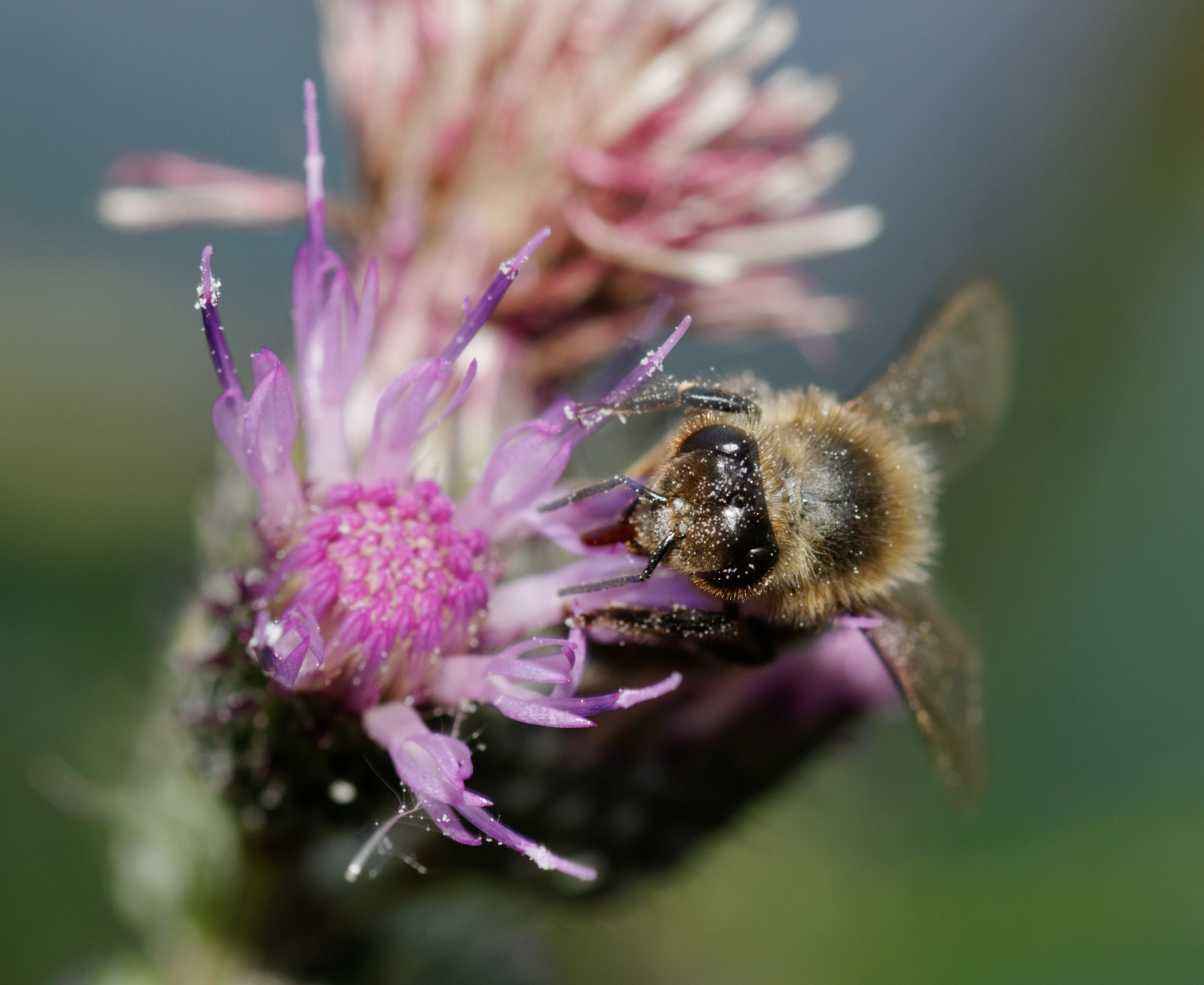2012-07-25 16-40-52-apis-mellifera