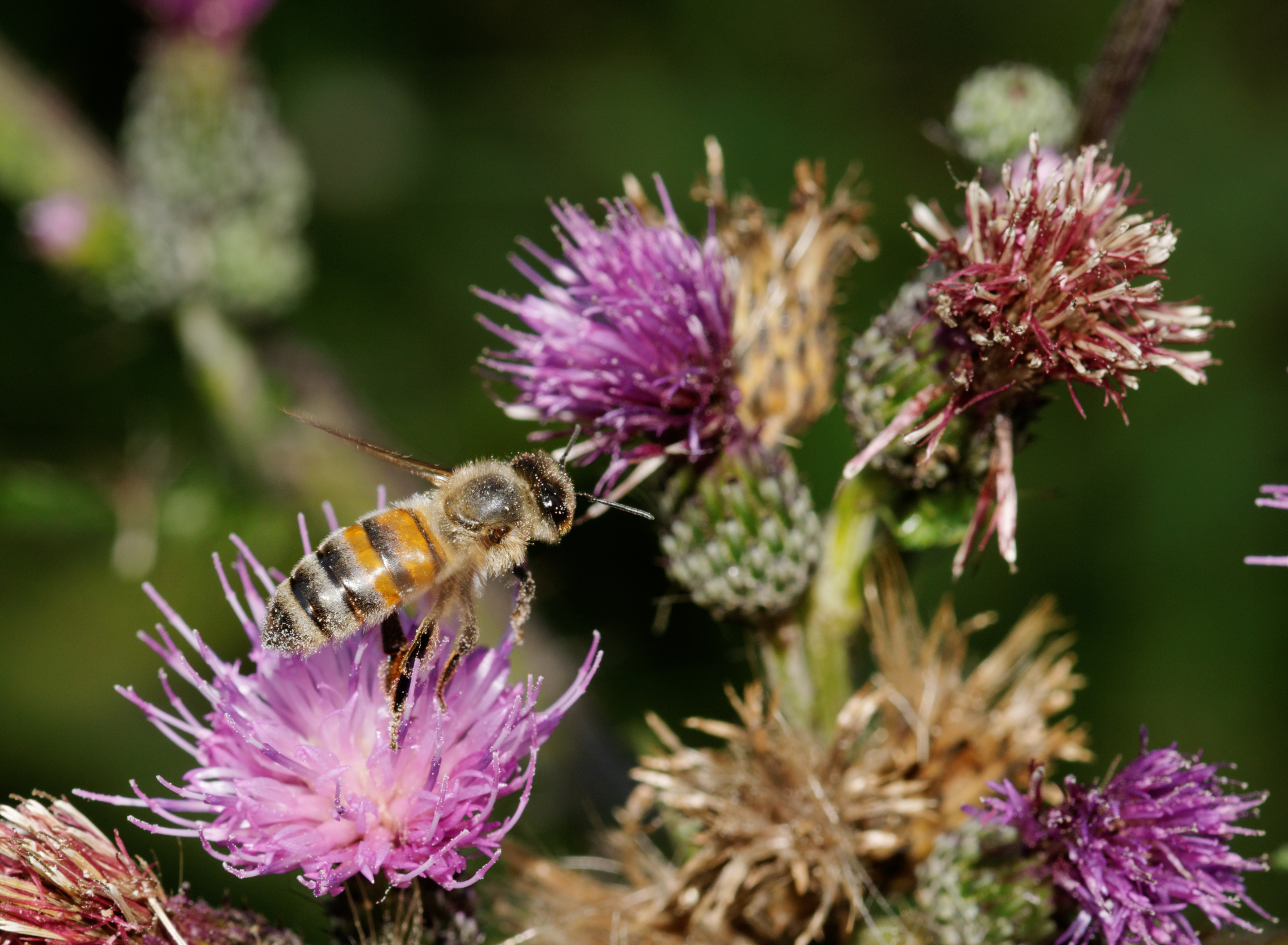2012-07-25 16-50-44-apis-mellifera