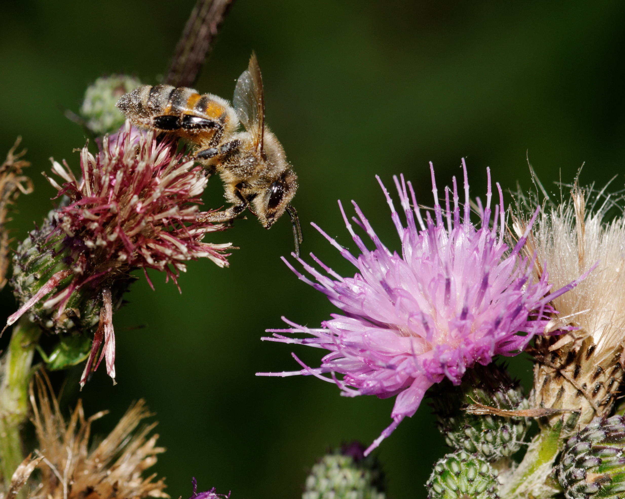 2012-07-25 16-50-46-apis-mellifera