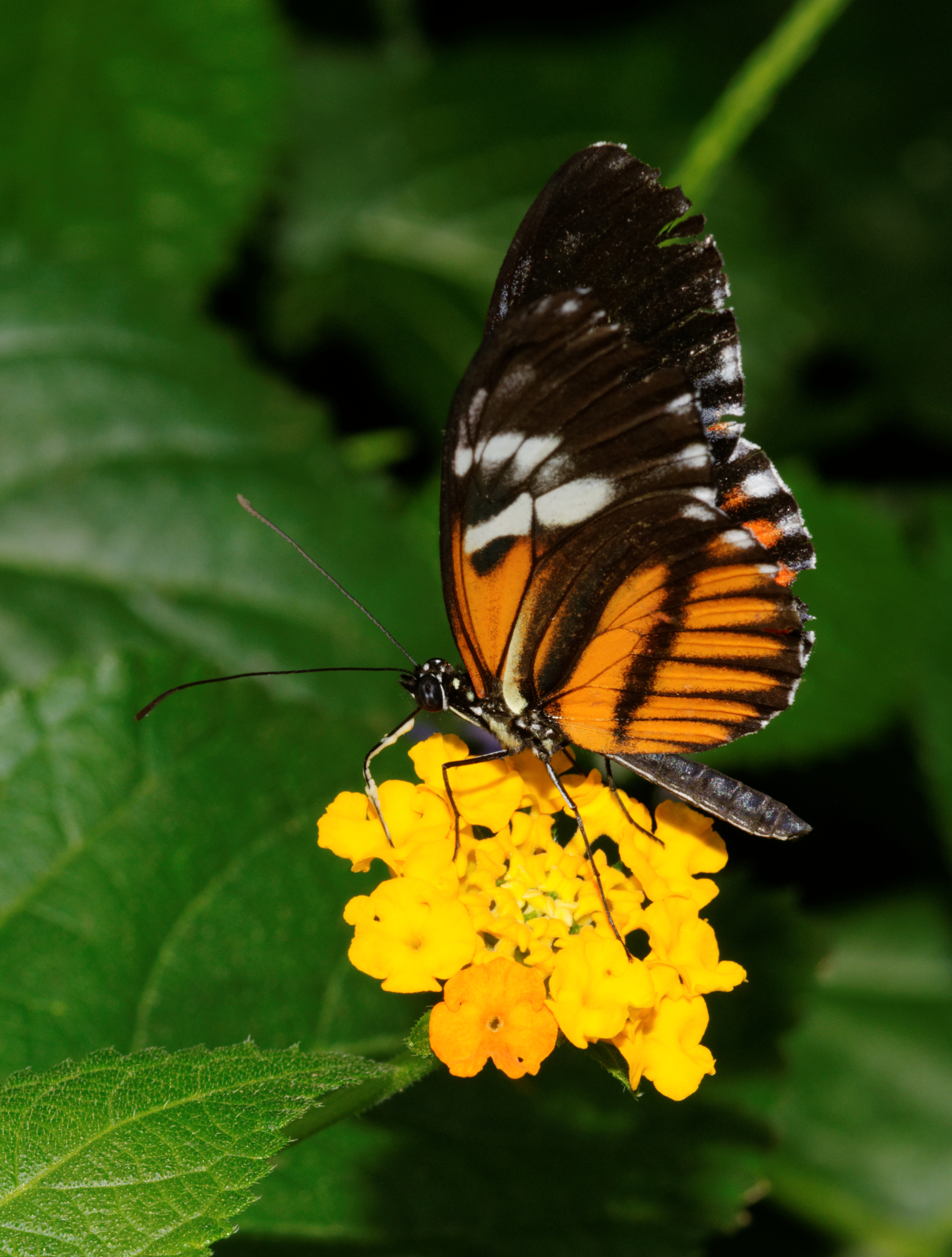 2012-07-27 15-37-54-Heliconiinae