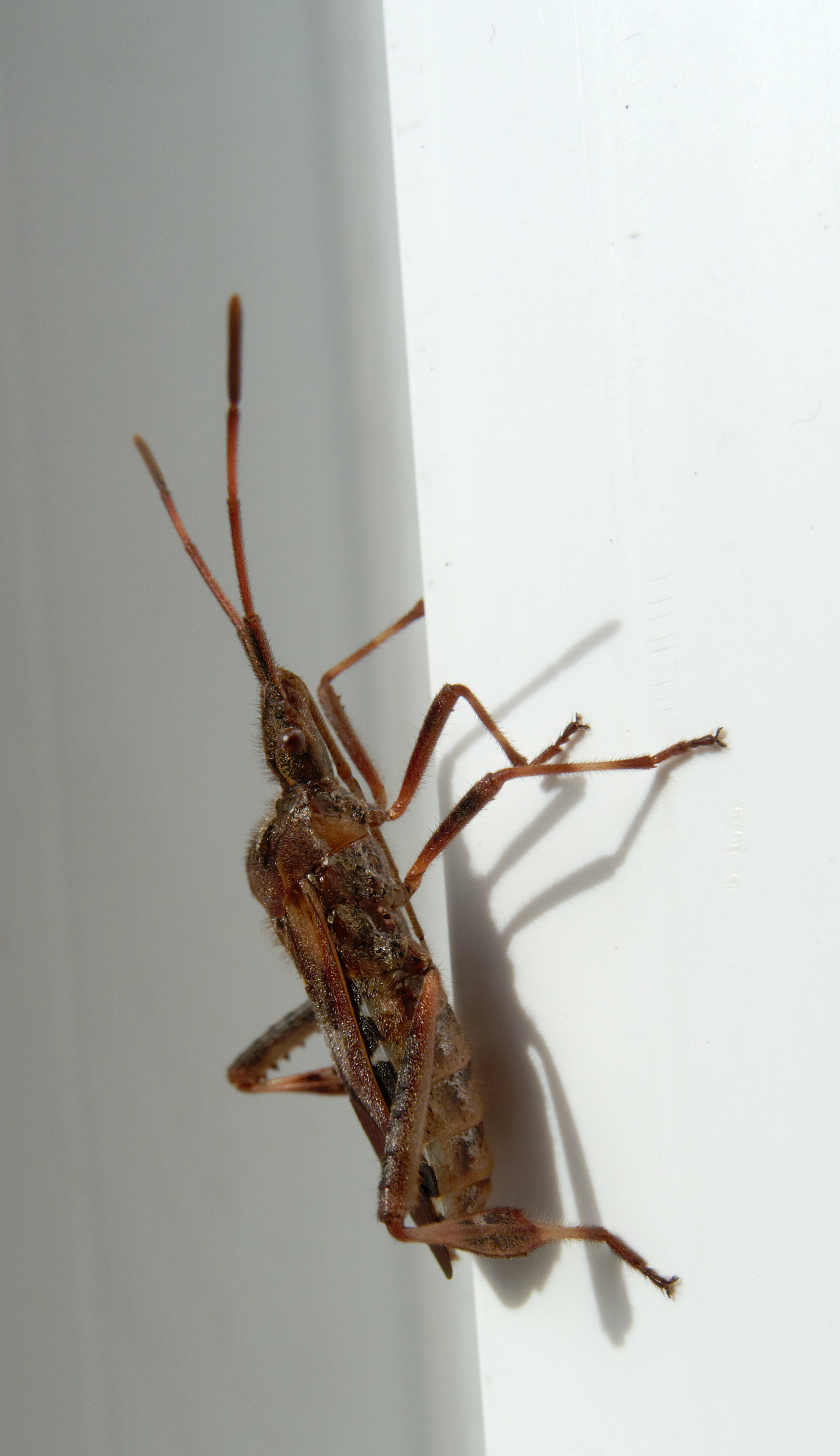 2012-10-20 12-17-43-hemiptera