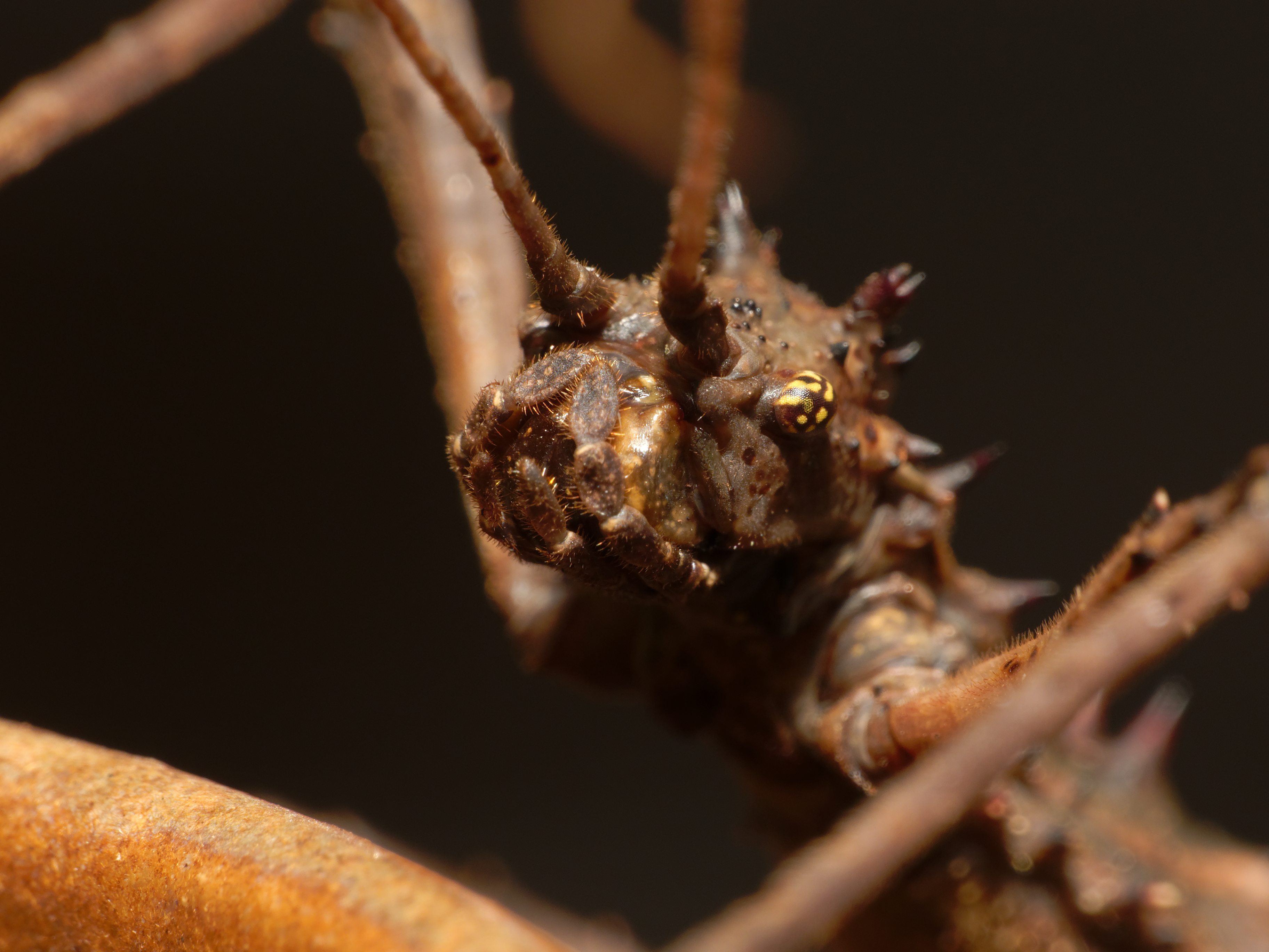 2012-12-05 14-35-08-Aretaon asperrimus