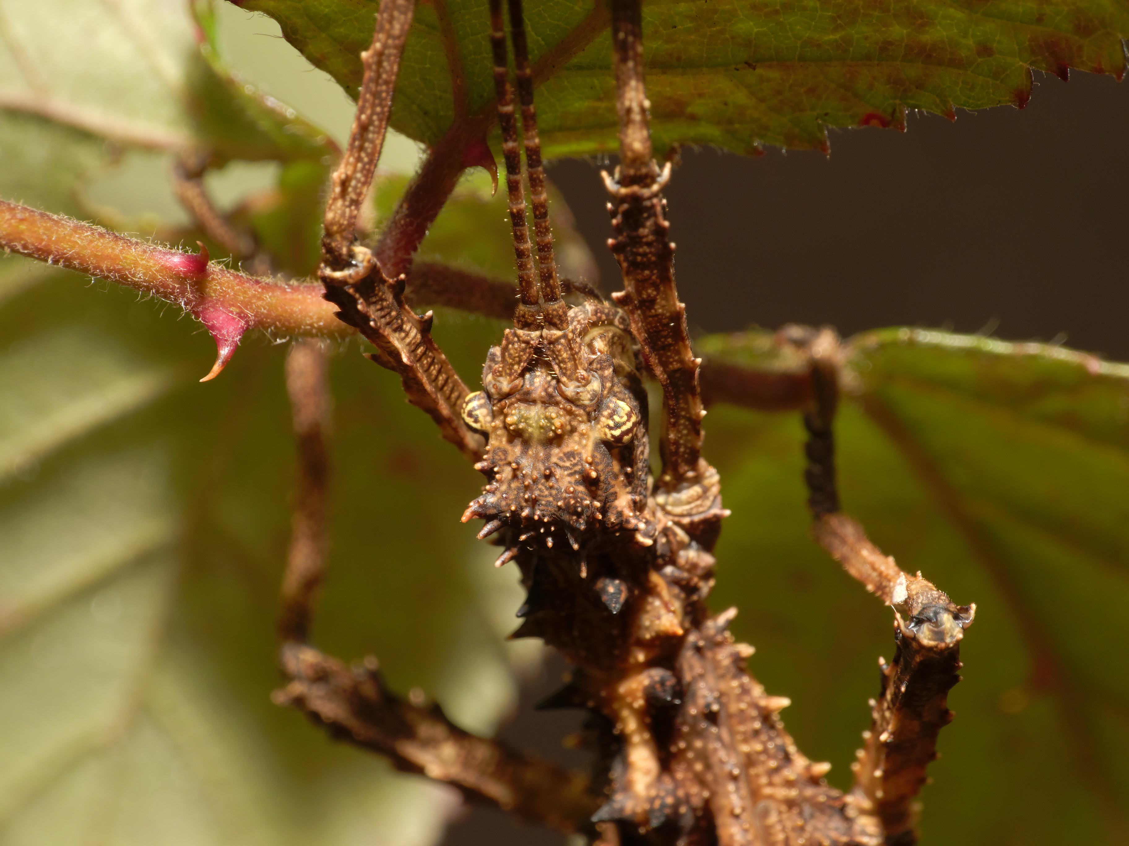 2012-12-05 14-35-50-Aretaon asperrimus