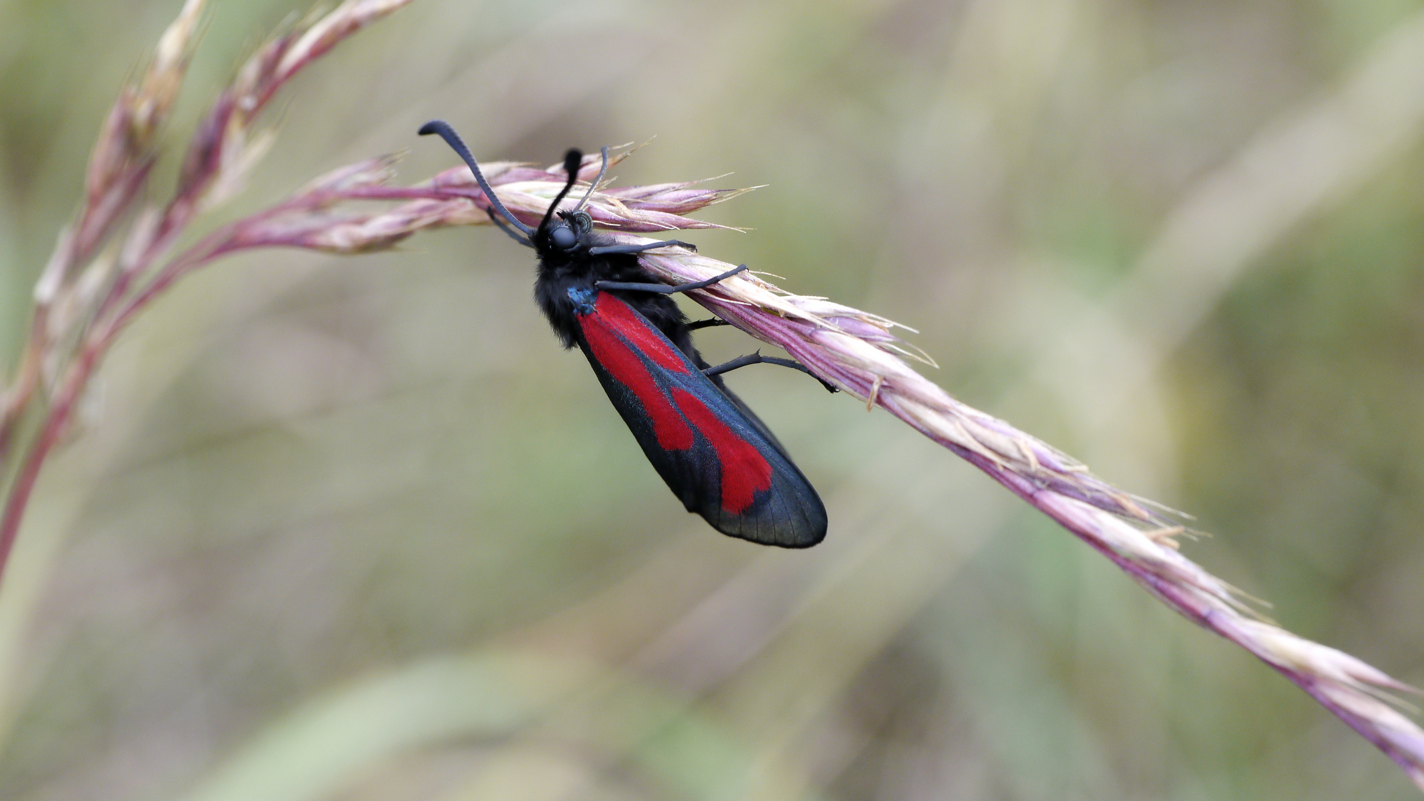 2012.06.21.-g-26-Strasen-Thymian-Widderchen