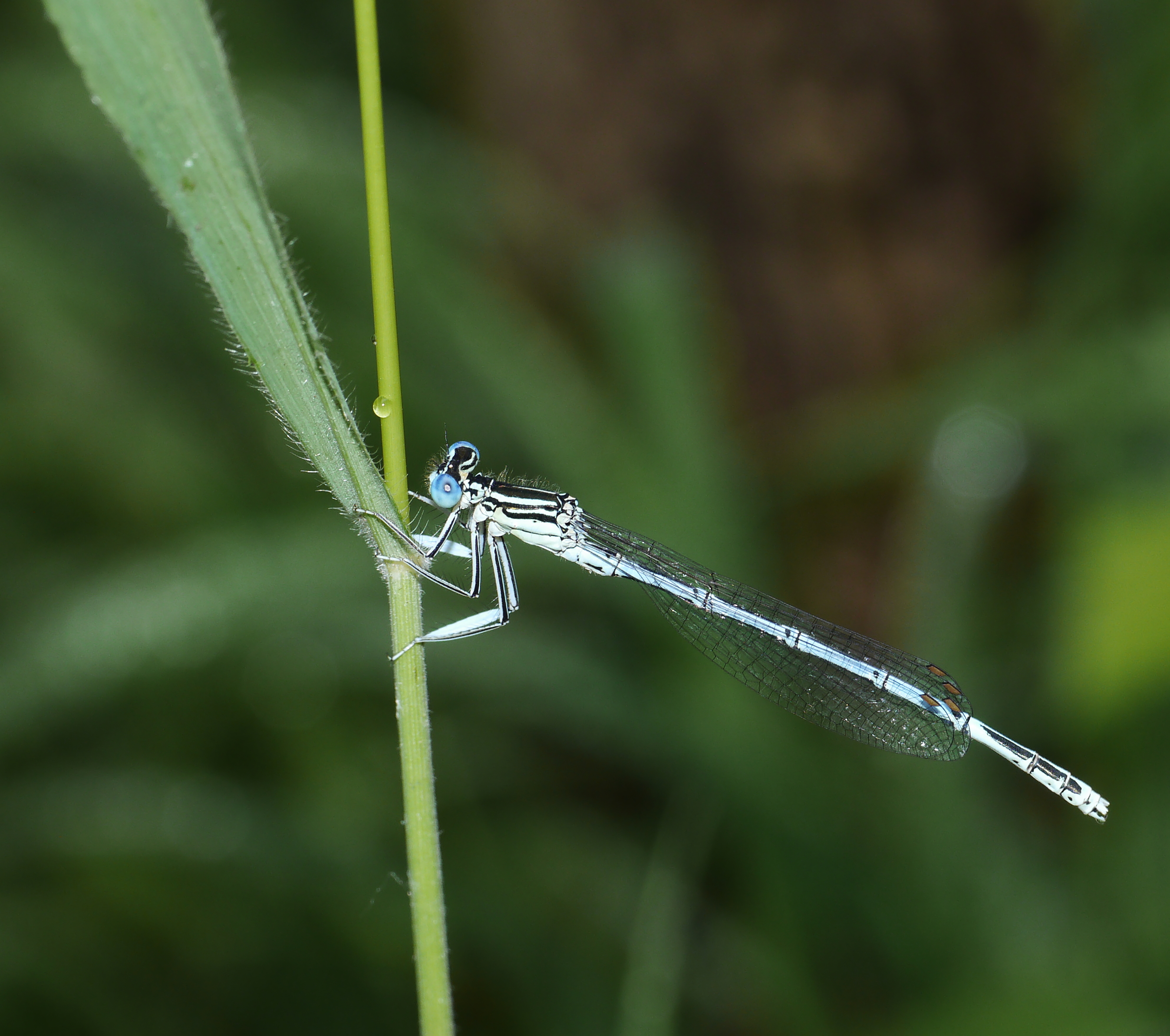 2012.06.28.-g-04-Dabelow-Blaue Federlibelle-Maennchen-crop