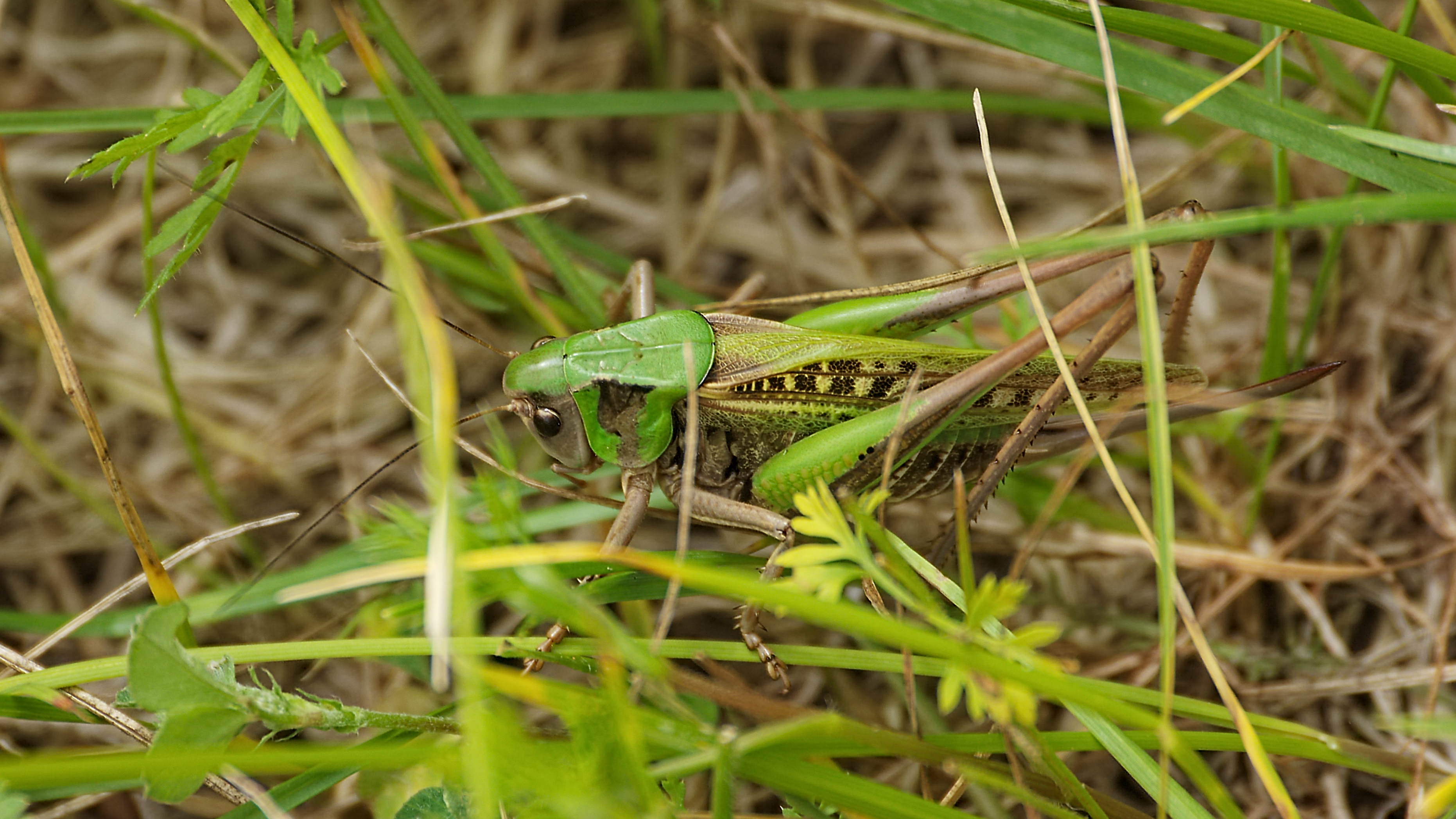 2012.06.28.-g-21-Dabelow--Warzenbeisser-Weibchen
