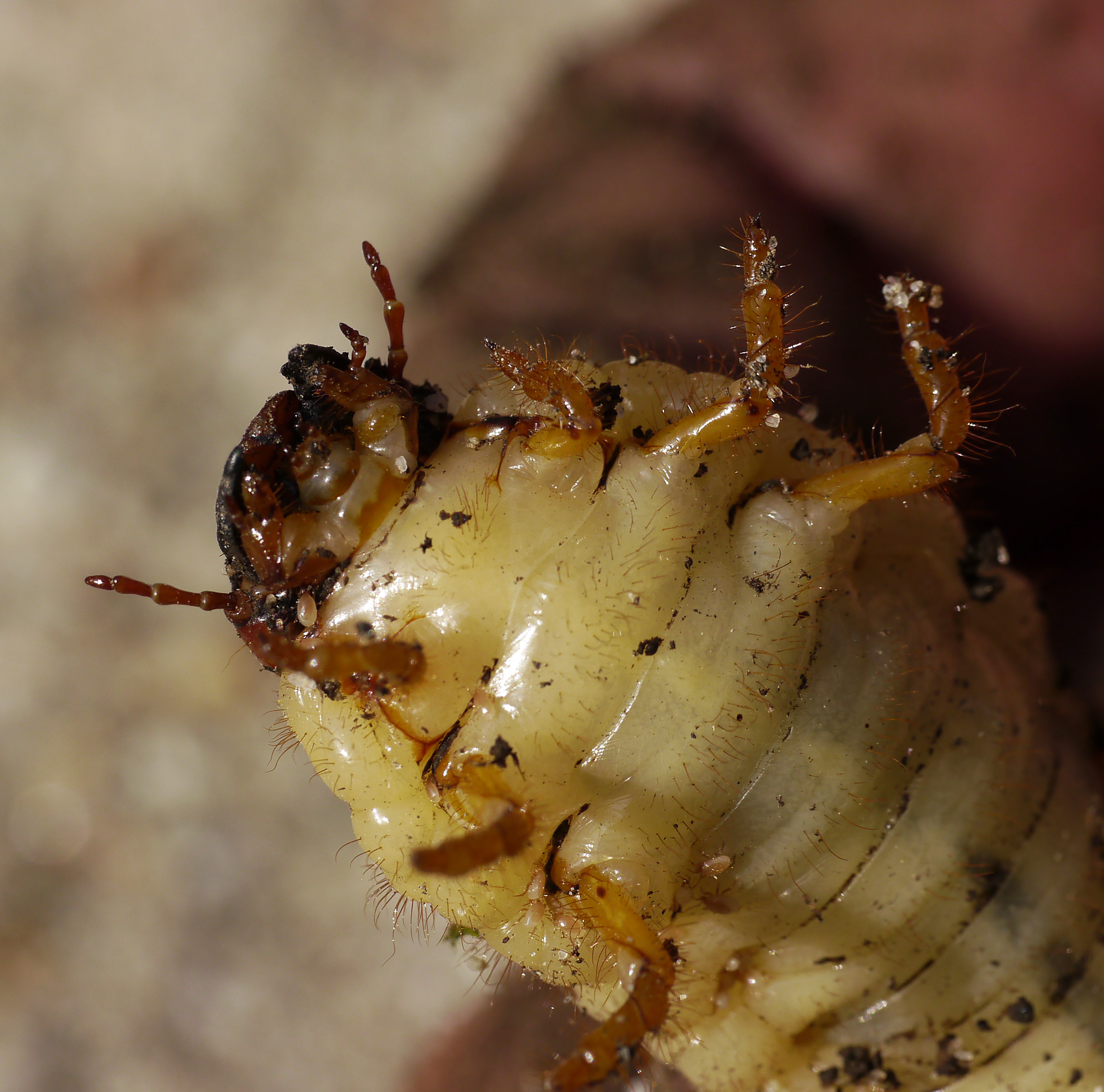 2012.07.04.-10-Eilenburg-Nashornkaefer-Larve