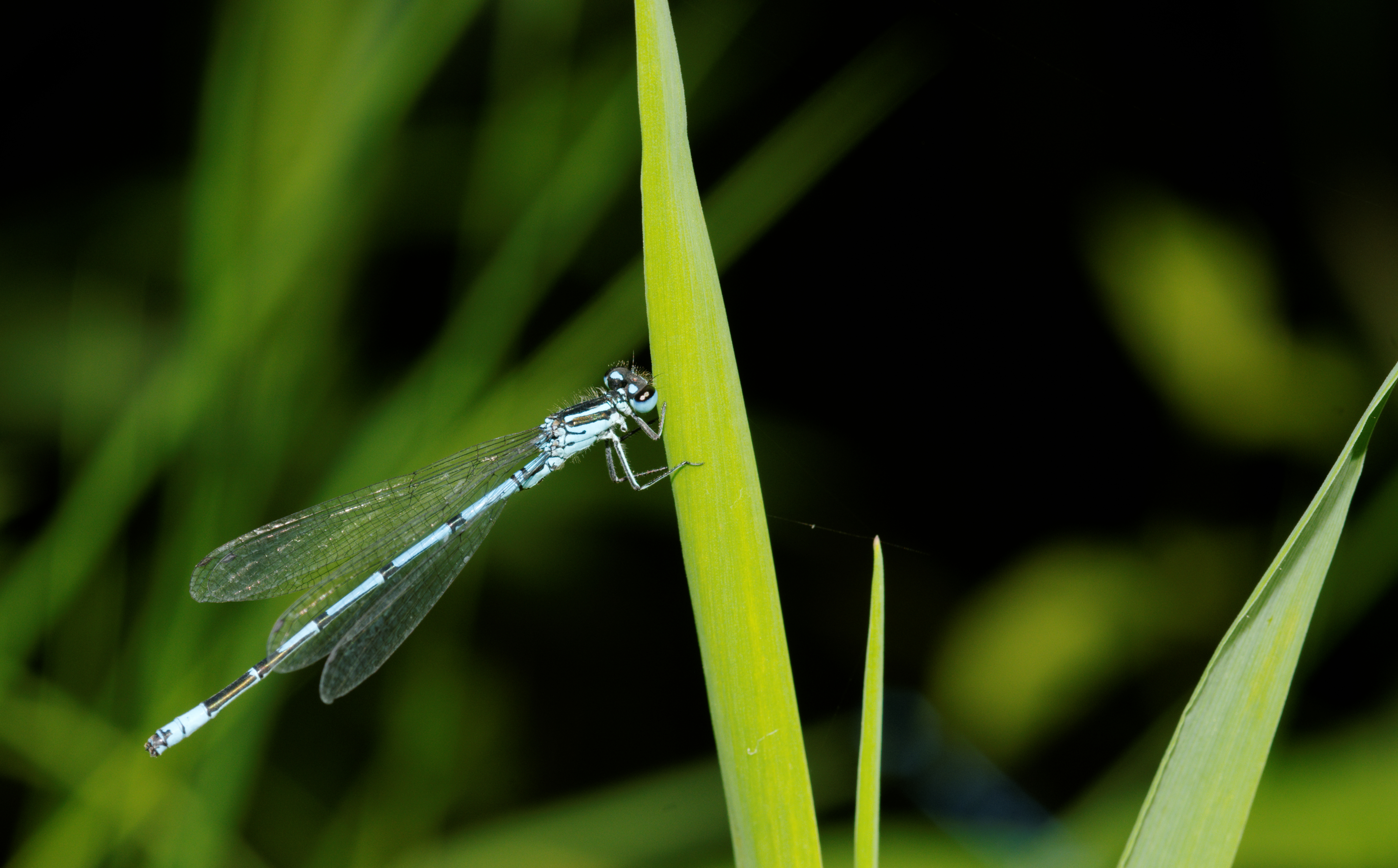 2012-06-14 14-43-19-Coenagrion puella