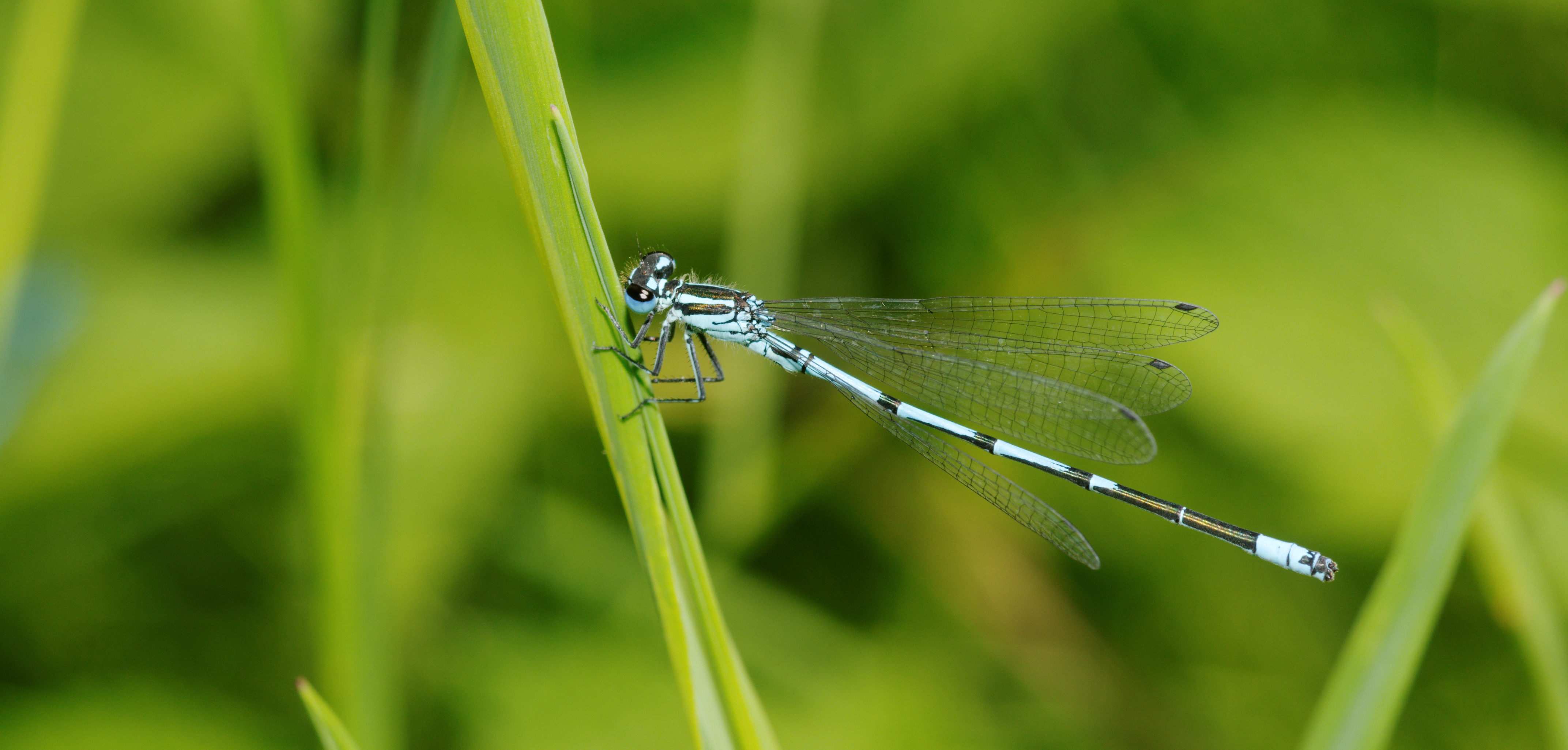 2012-06-14 14-47-44-Coenagrion puella