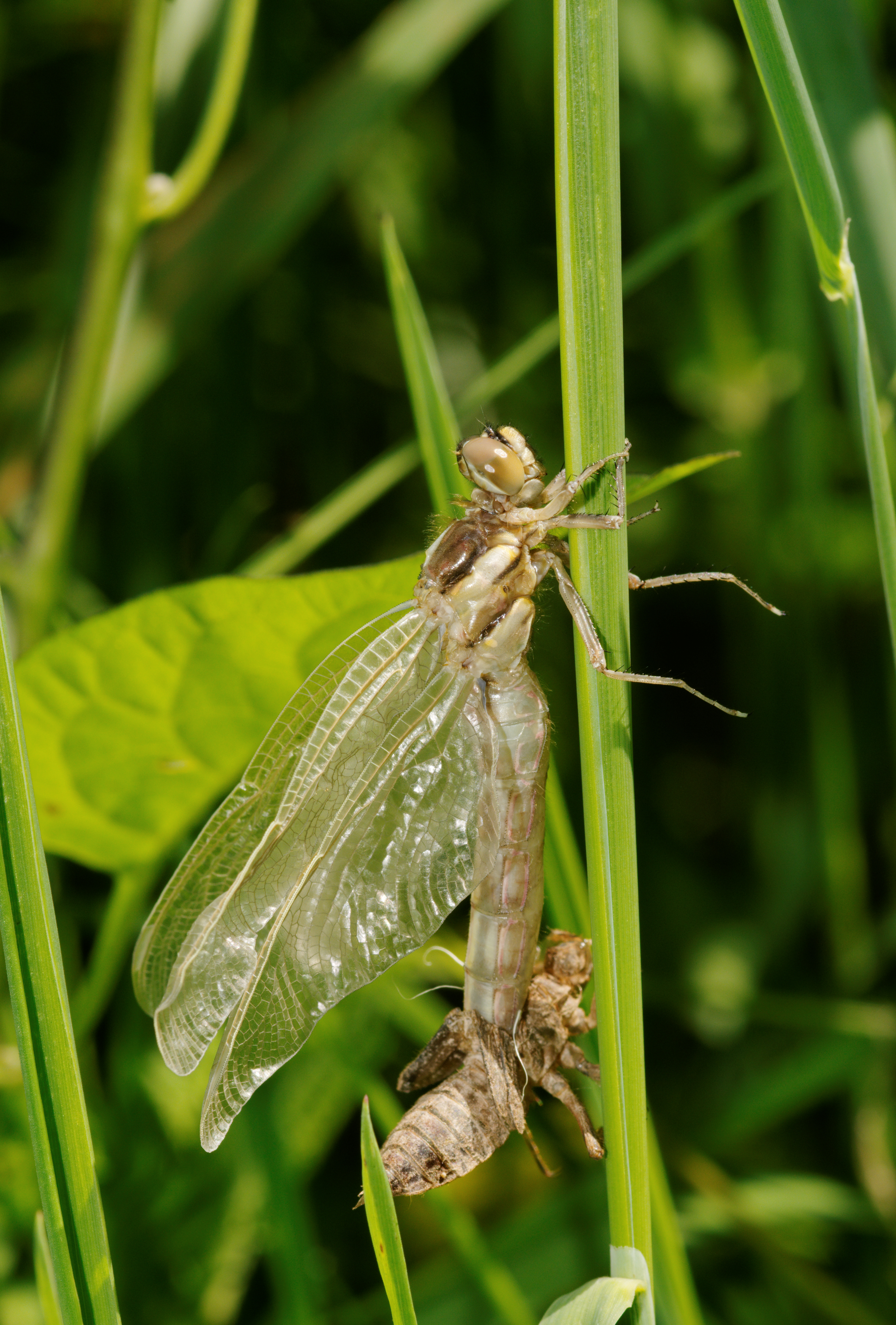 2012-06-14 15-04-14-anisoptera