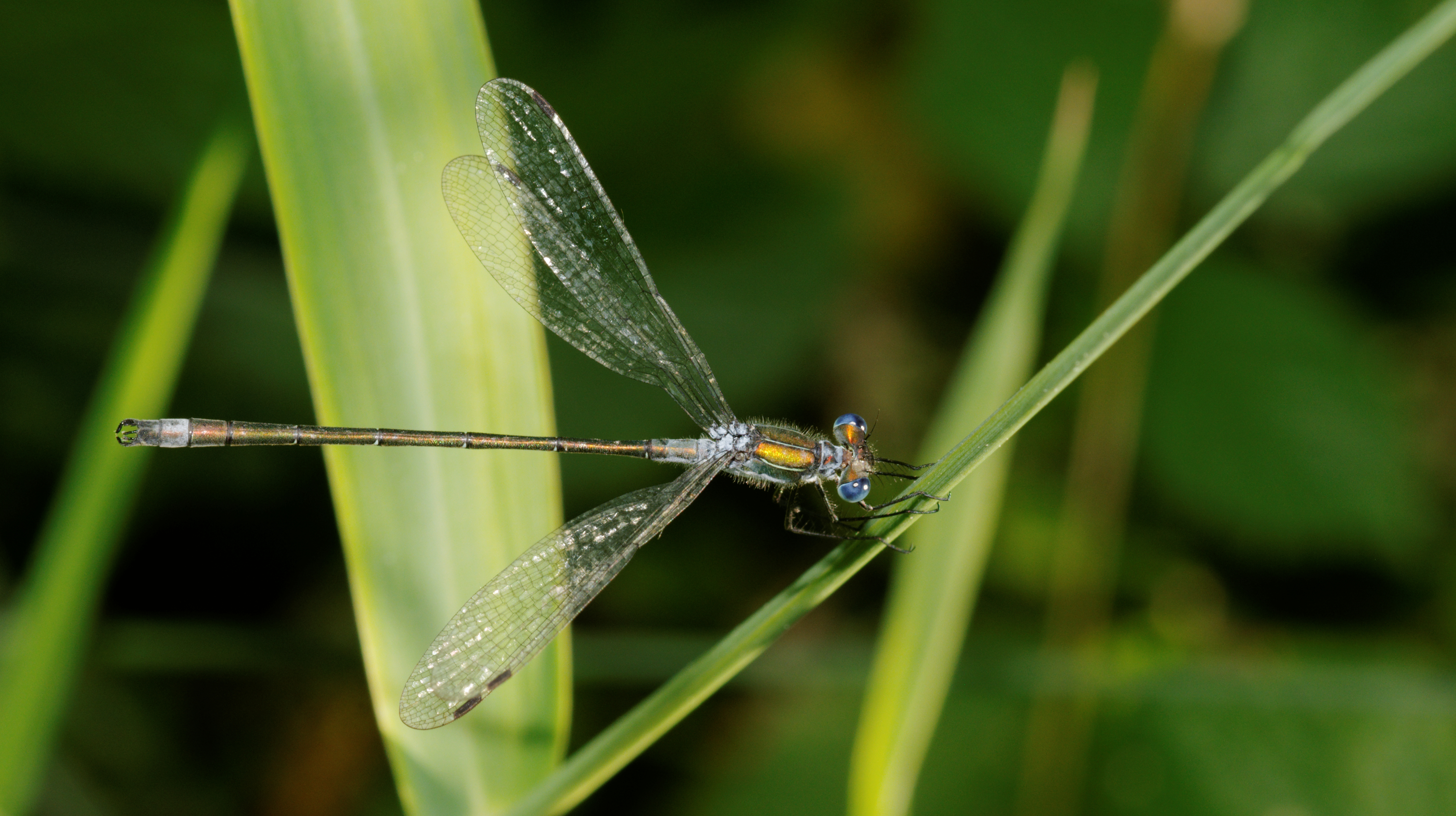 2012-07-25 16-59-49-Lestes sponsa