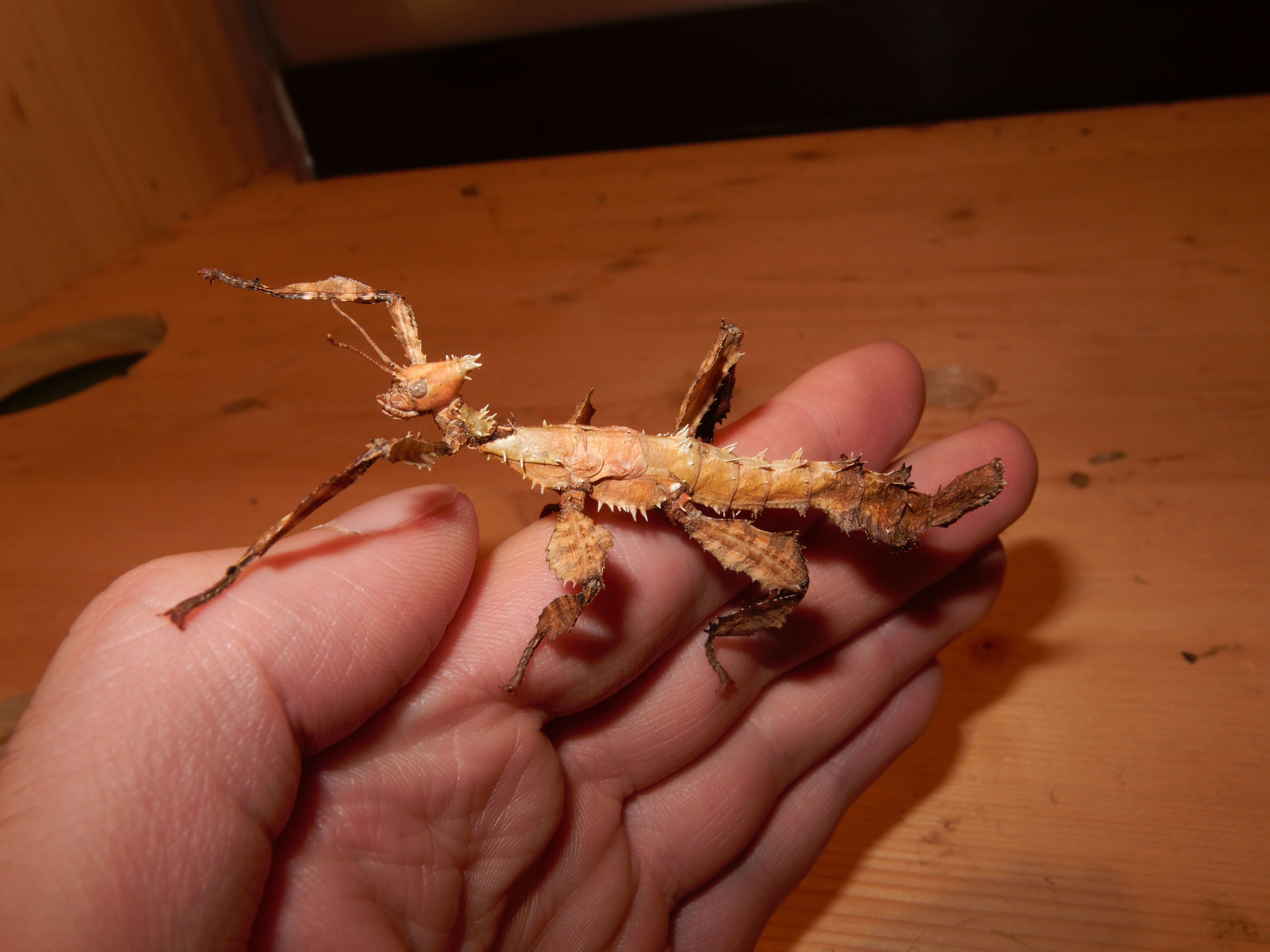 2012-09-03 15-12-59-Extatosoma tiaratum