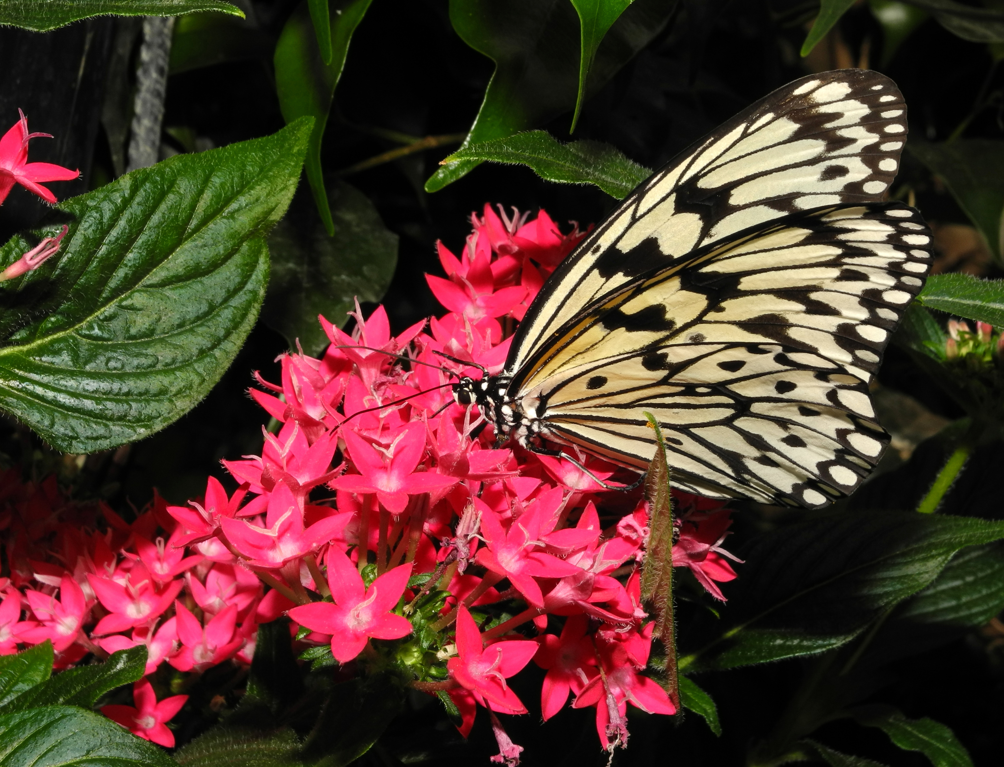 2013-04-30 15-40-34-Idea-leuconoe