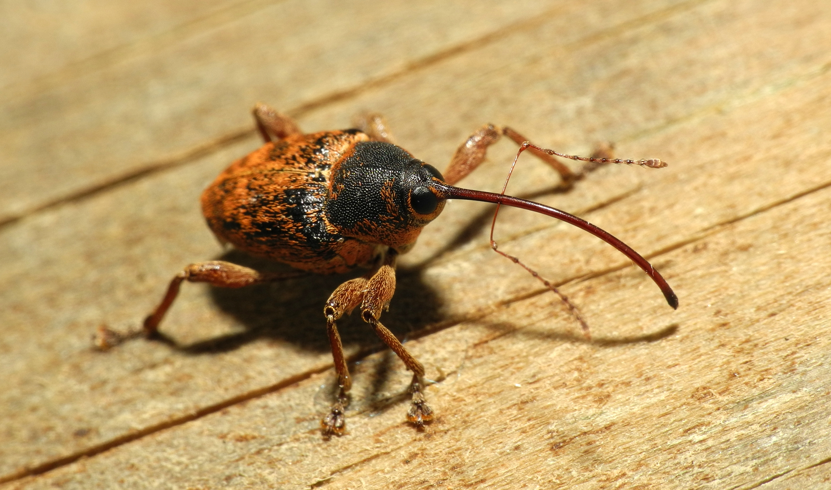 2013-05-14 14-20-44-Curculionidae