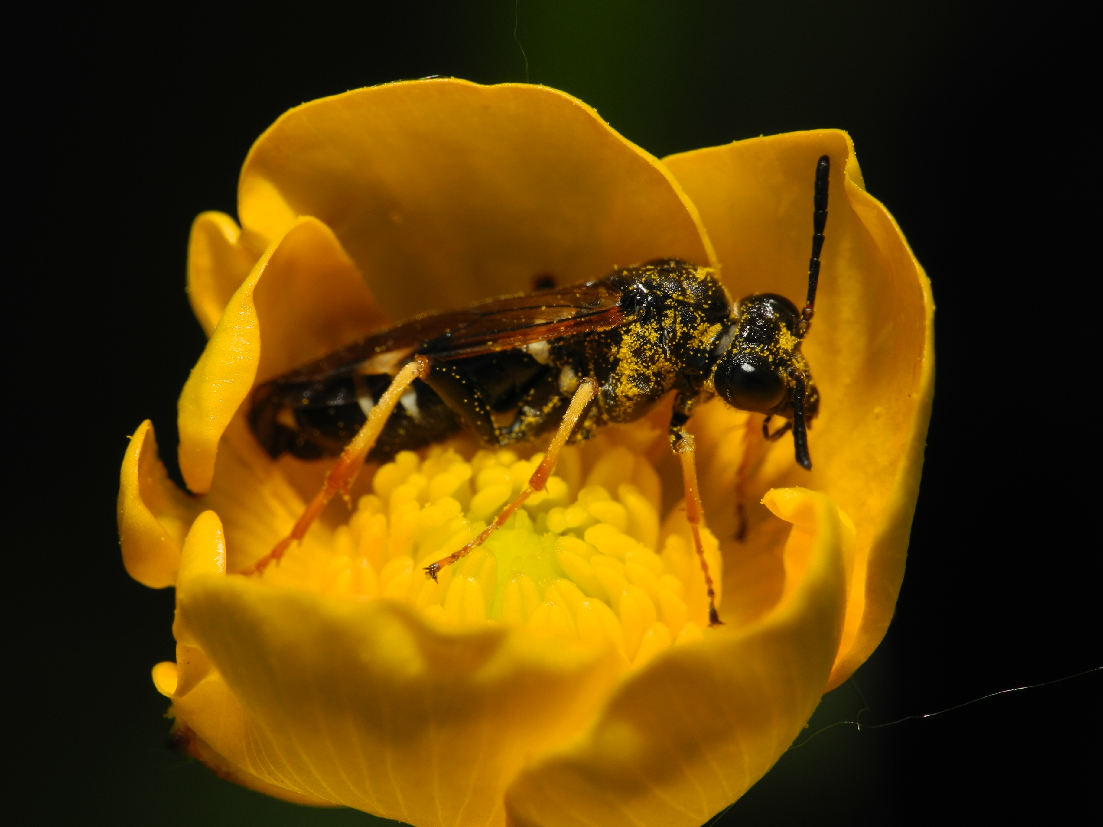 2013-05-14 15-19-49-Hymenoptera