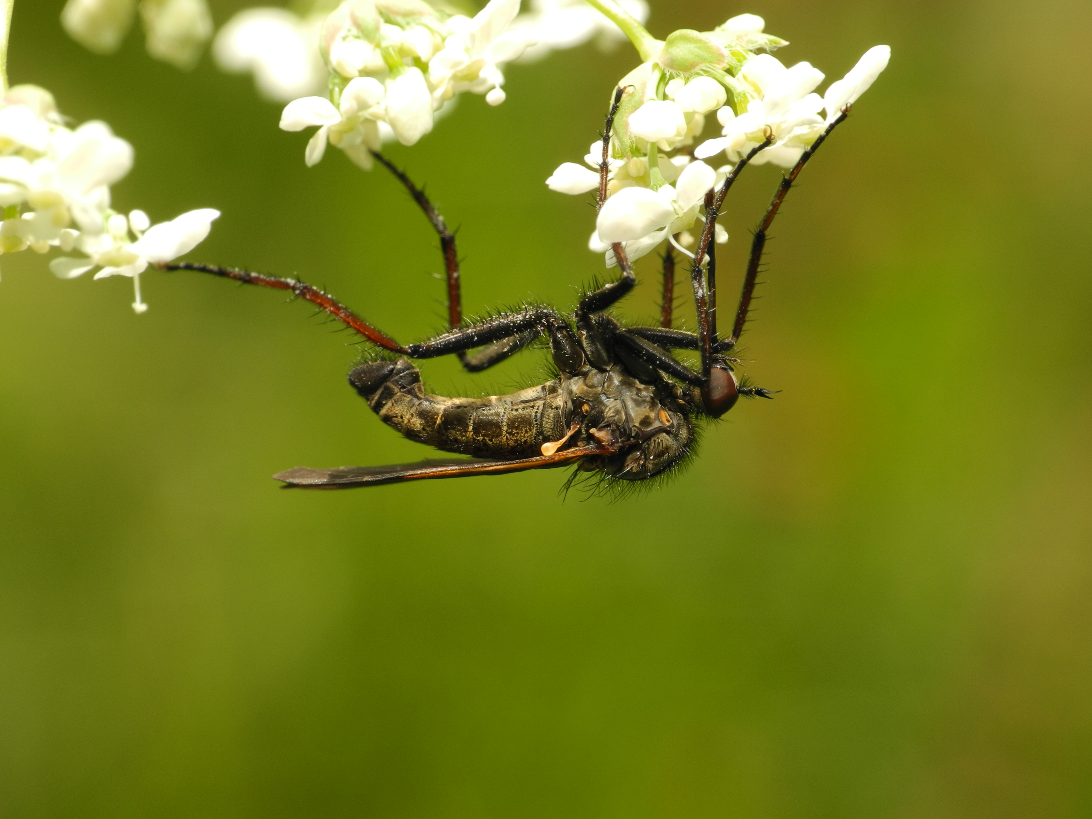 2013-05-14 15-32-31-diptera