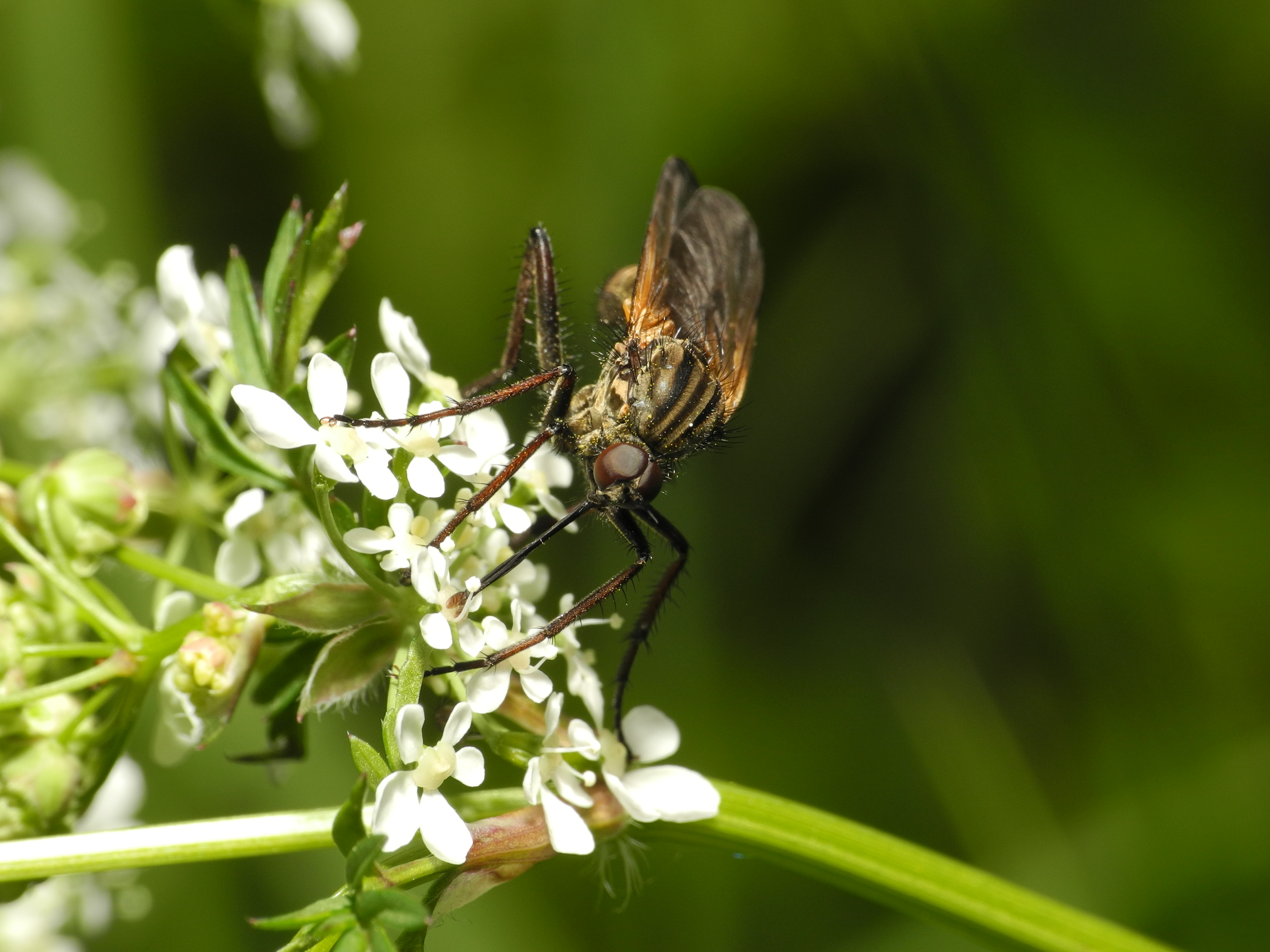 2013-05-14 15-37-43-diptera