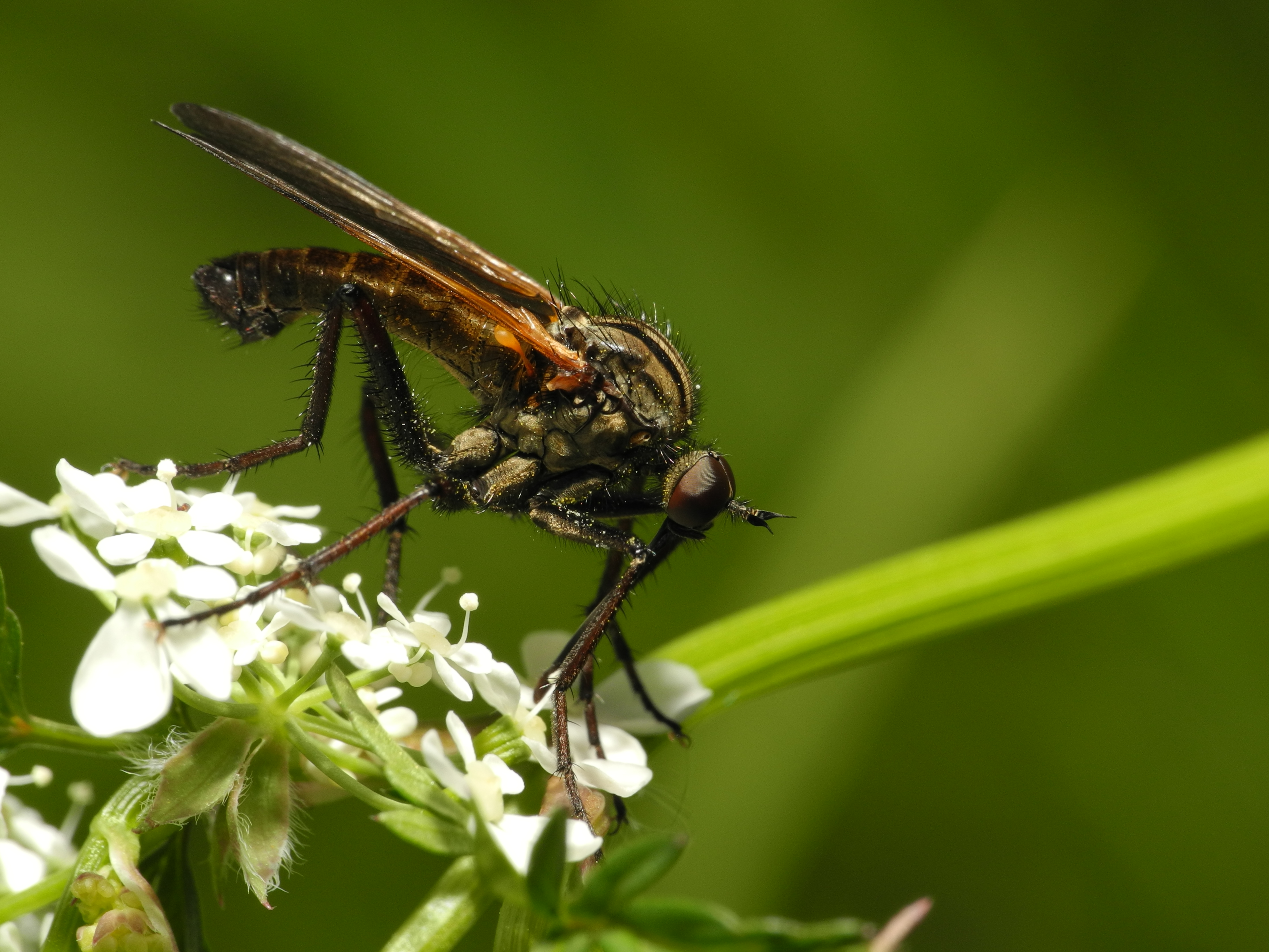 2013-05-14 15-39-20-diptera