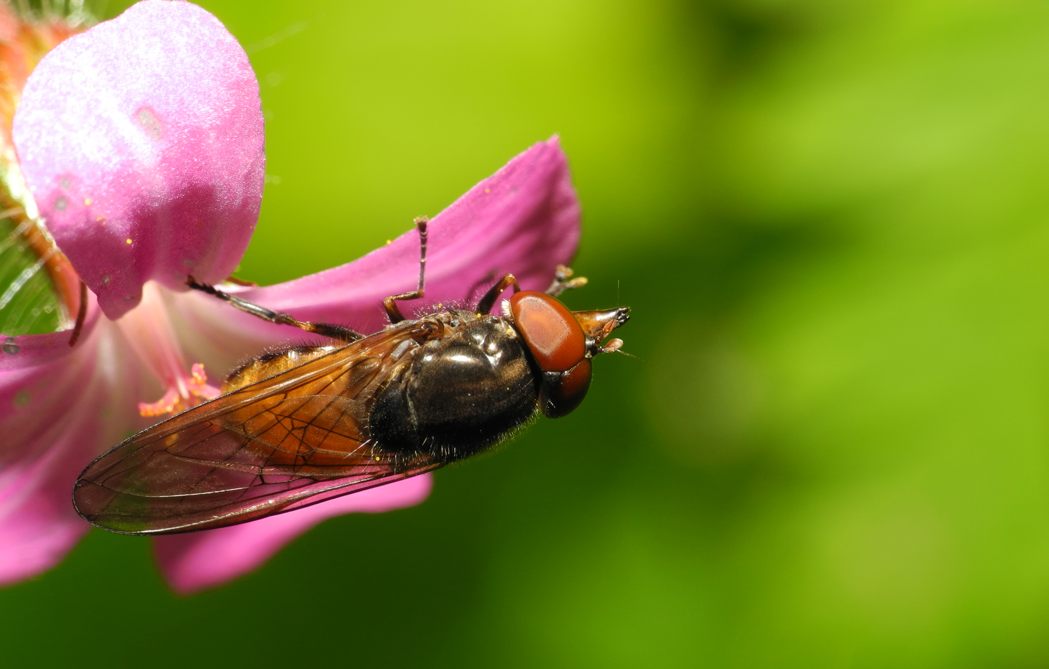 2013-06-02 16-12-32-Rhingia